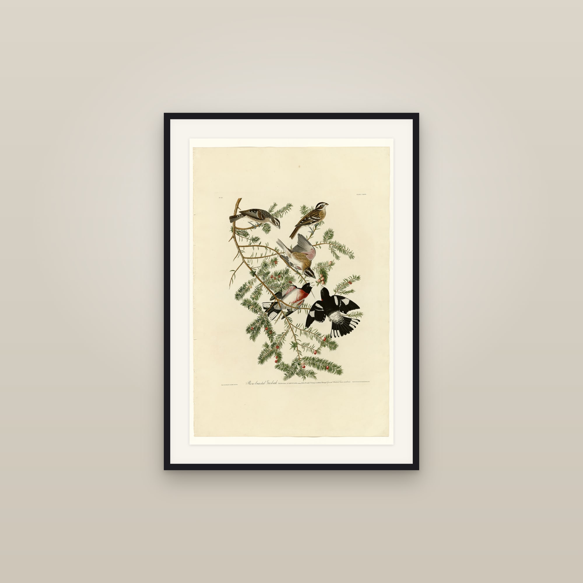 Rose-breasted Grosbeak