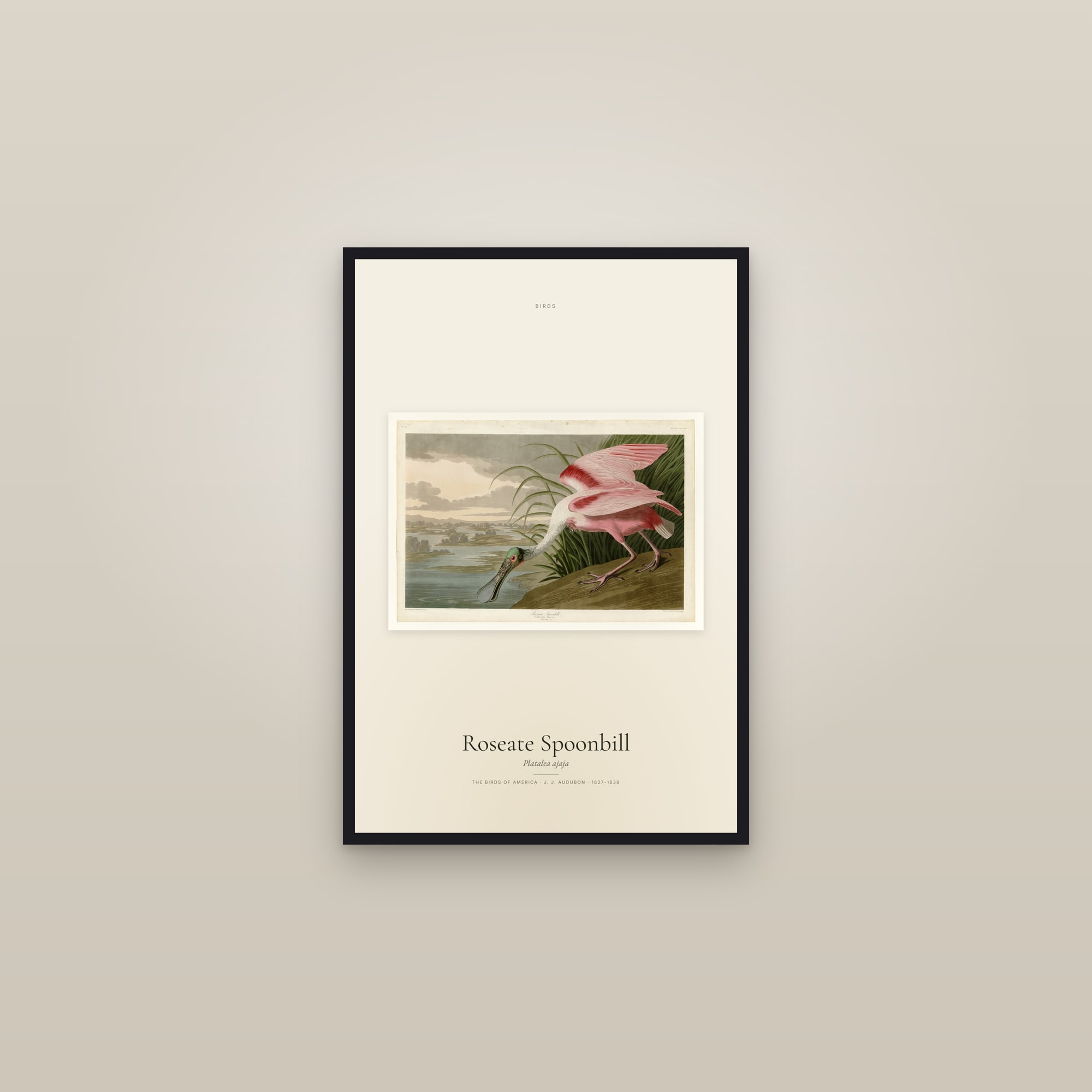 Roseate Spoonbill