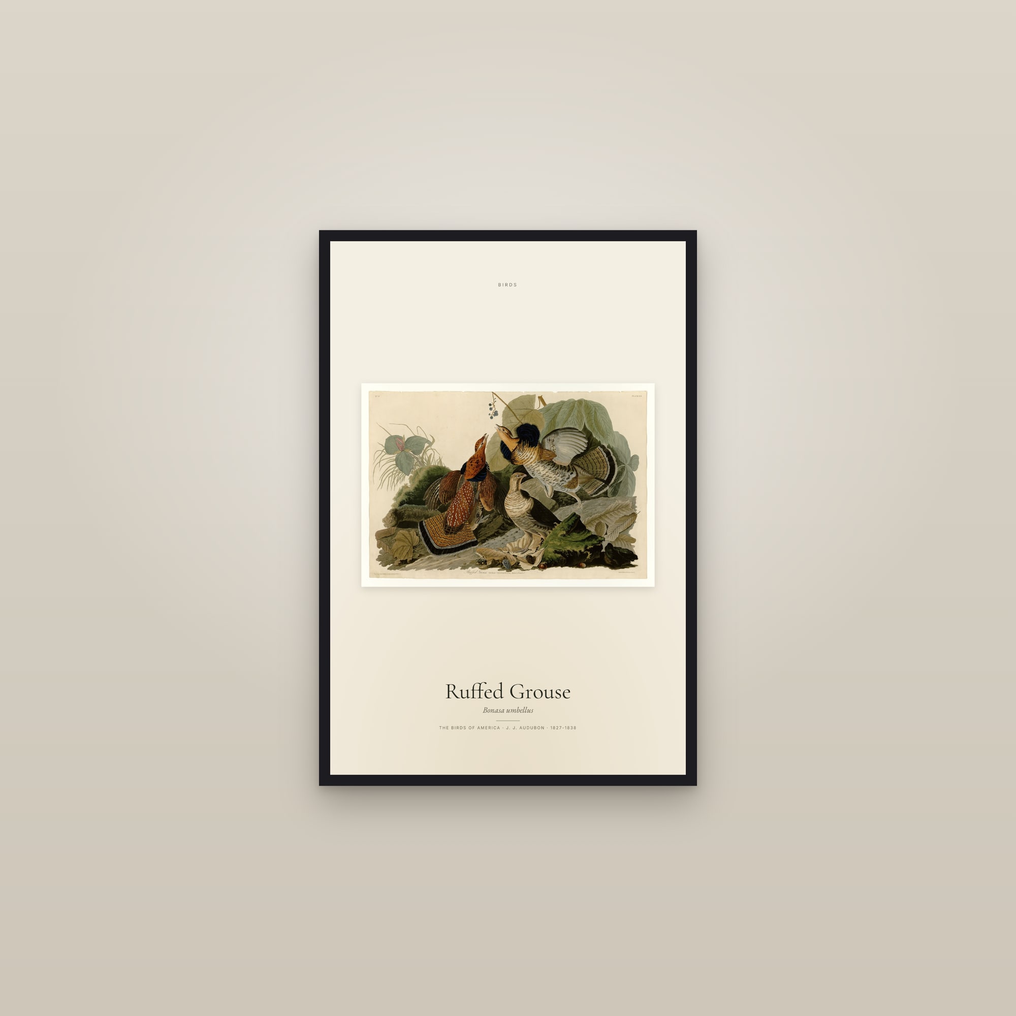 Ruffed Grouse