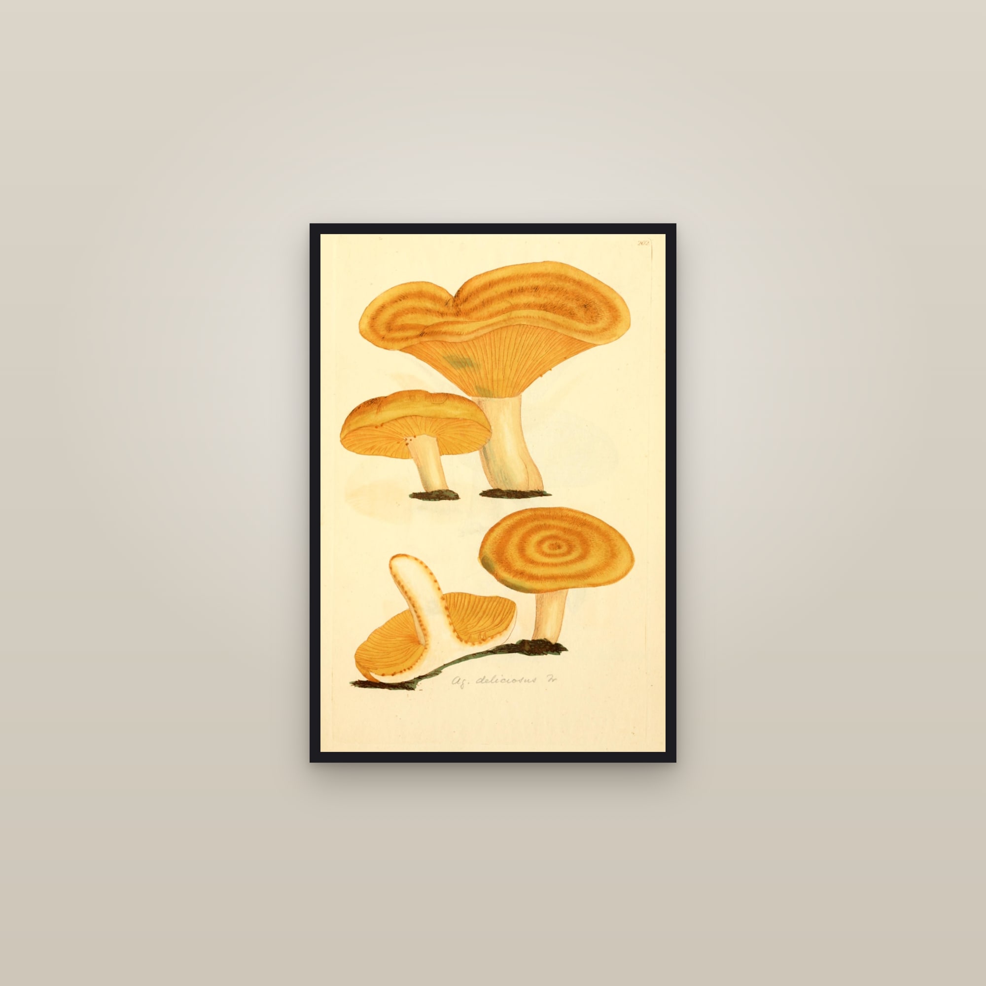 Saffron Milkcap