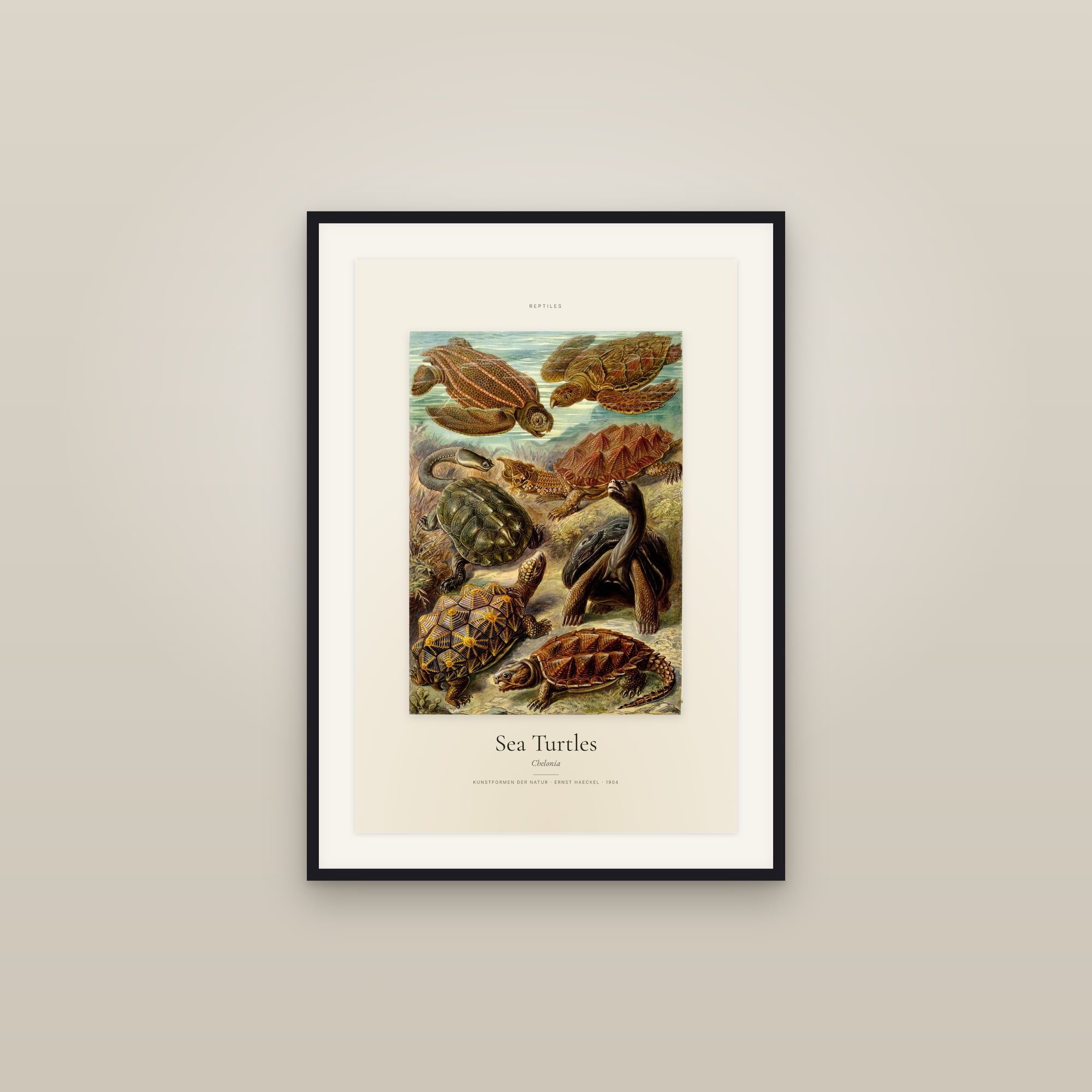 Sea Turtles — Specimen