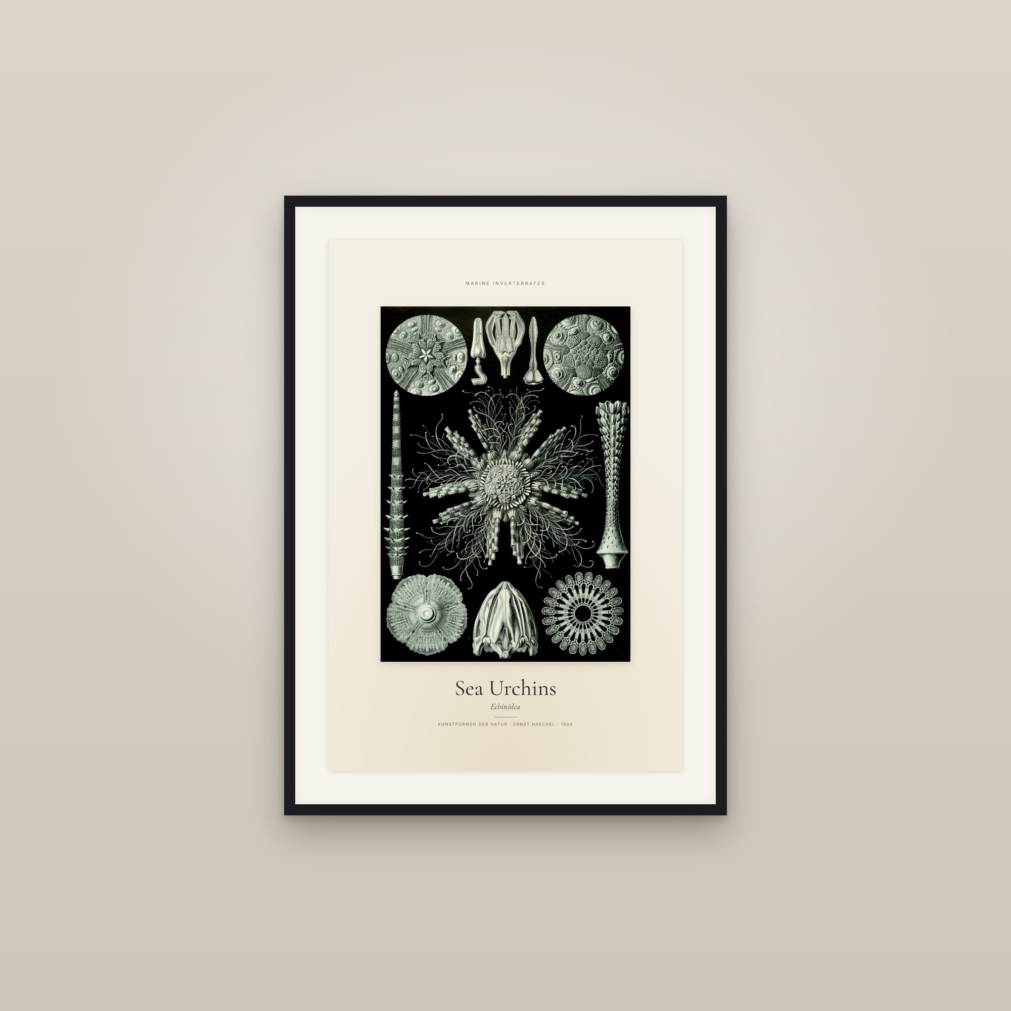 Sea Urchins — Specimen