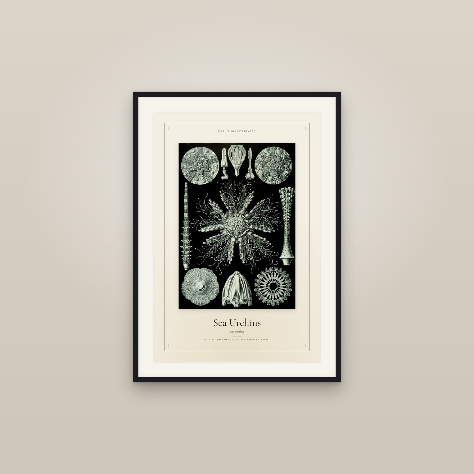 Sea Urchins
