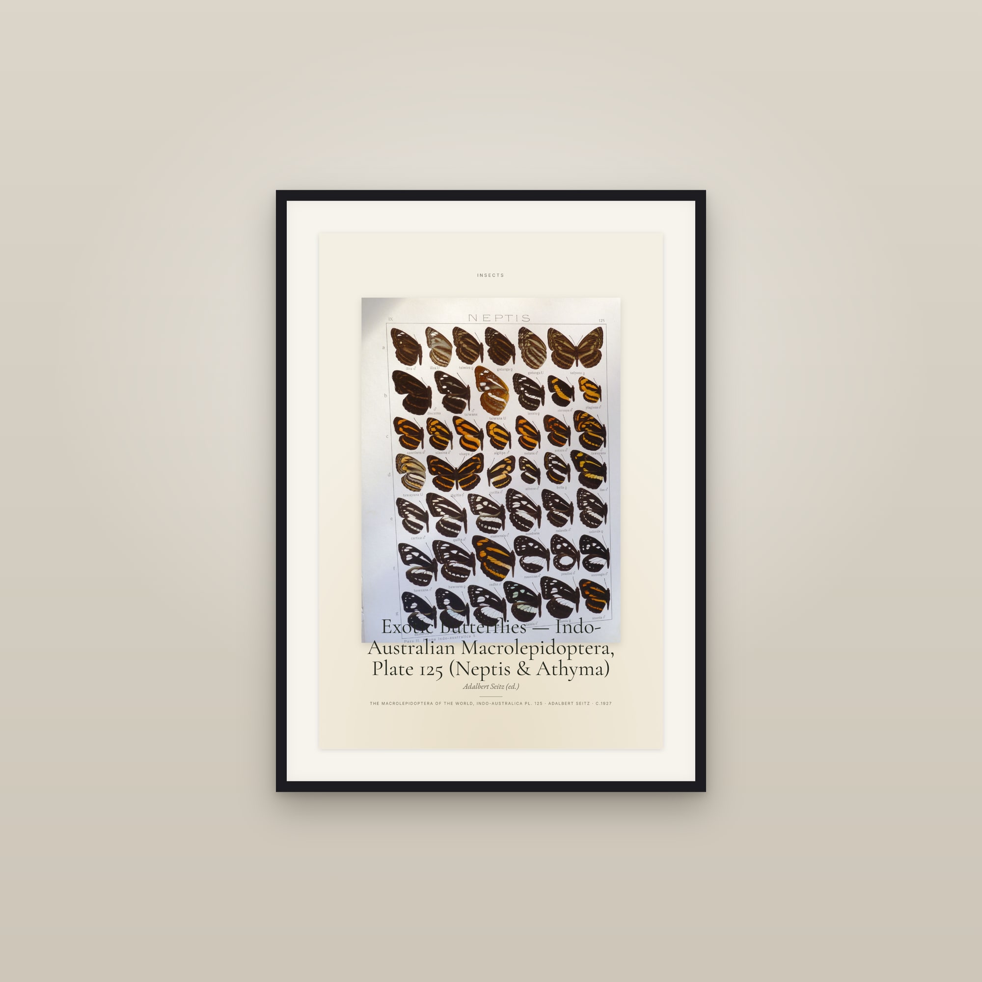 Exotic Butterflies — Indo-Australian Macrolepidoptera, Plate 125 (Neptis & Athyma) — Specimen