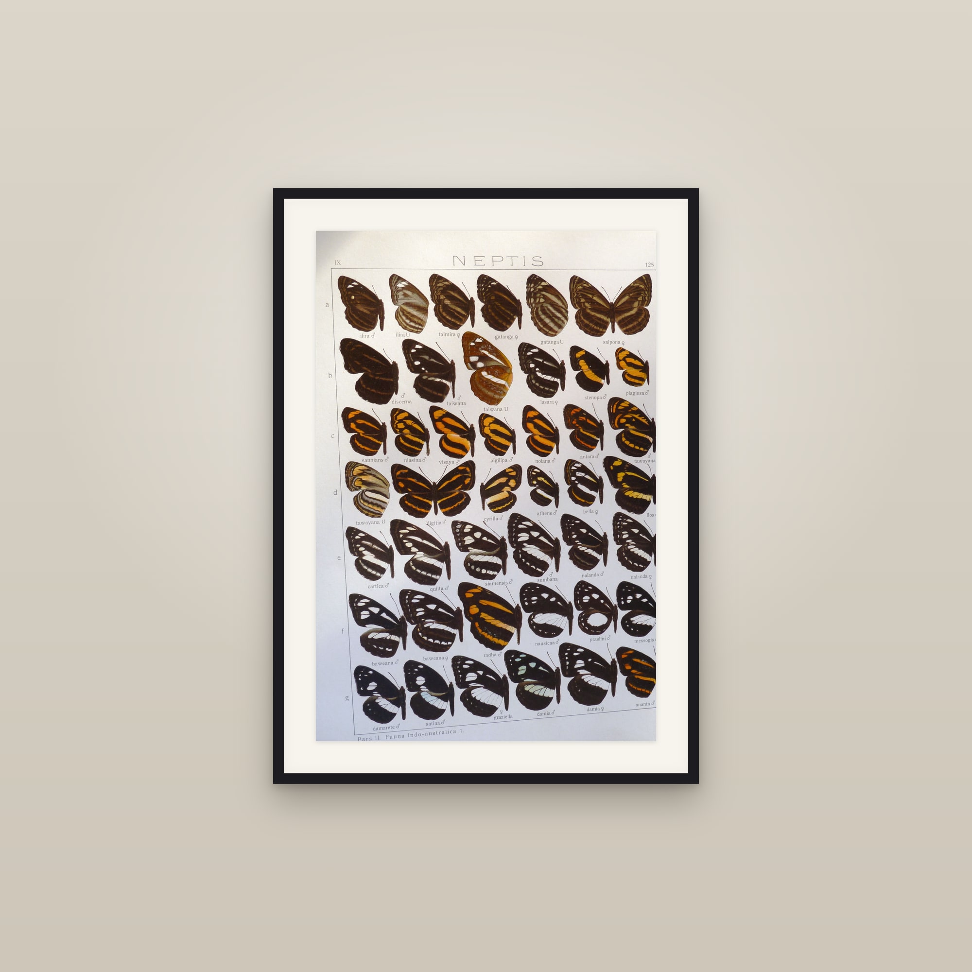 Exotic Butterflies — Indo-Australian Macrolepidoptera, Plate 125 (Neptis & Athyma)
