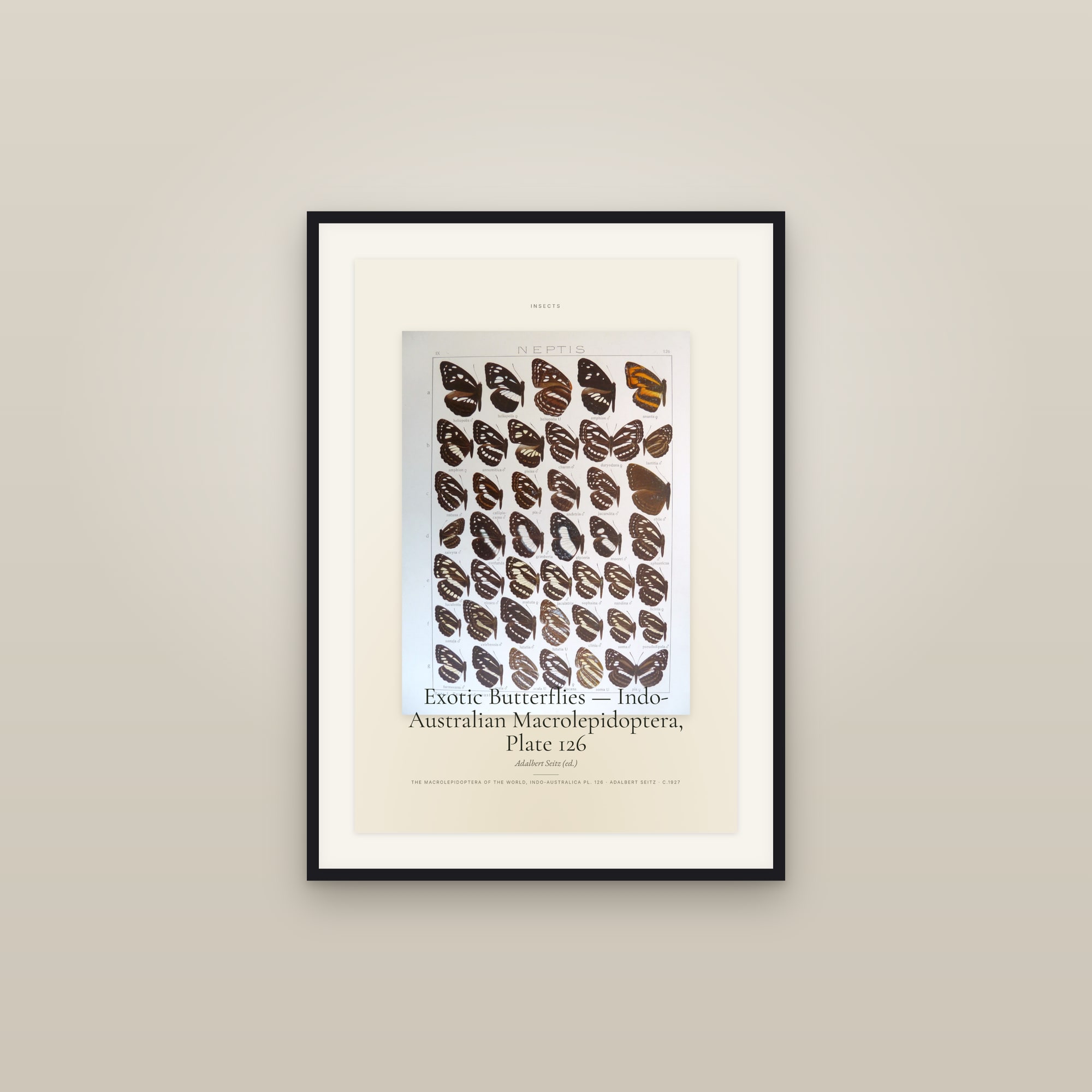 Exotic Butterflies — Indo-Australian Macrolepidoptera, Plate 126 — Specimen