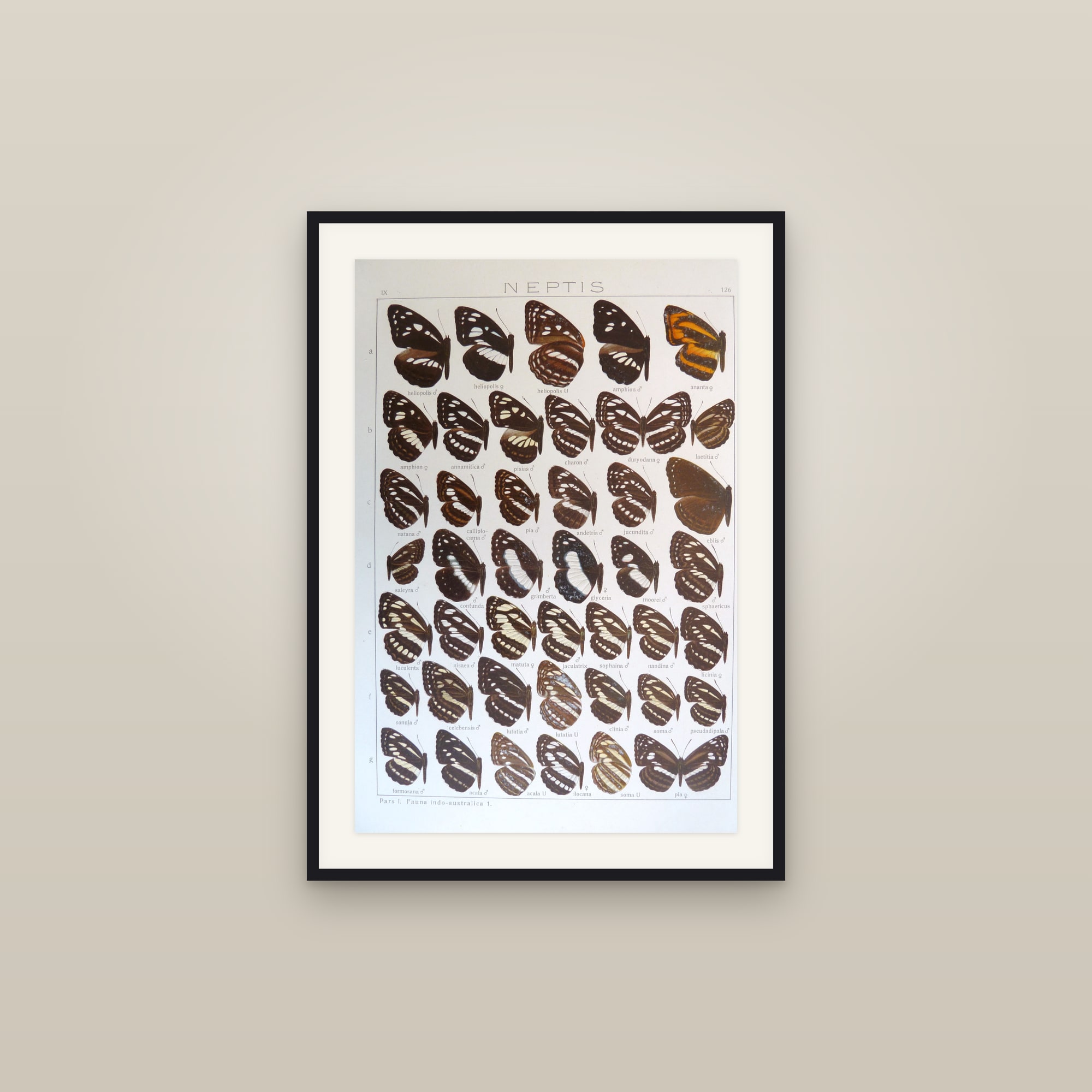 Exotic Butterflies — Indo-Australian Macrolepidoptera, Plate 126