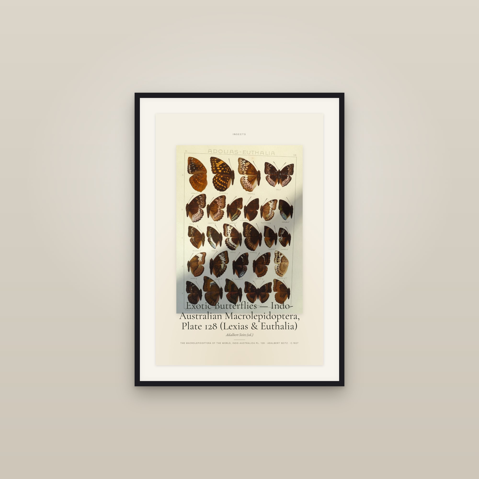 Exotic Butterflies — Indo-Australian Macrolepidoptera, Plate 128 (Lexias & Euthalia) — Specimen