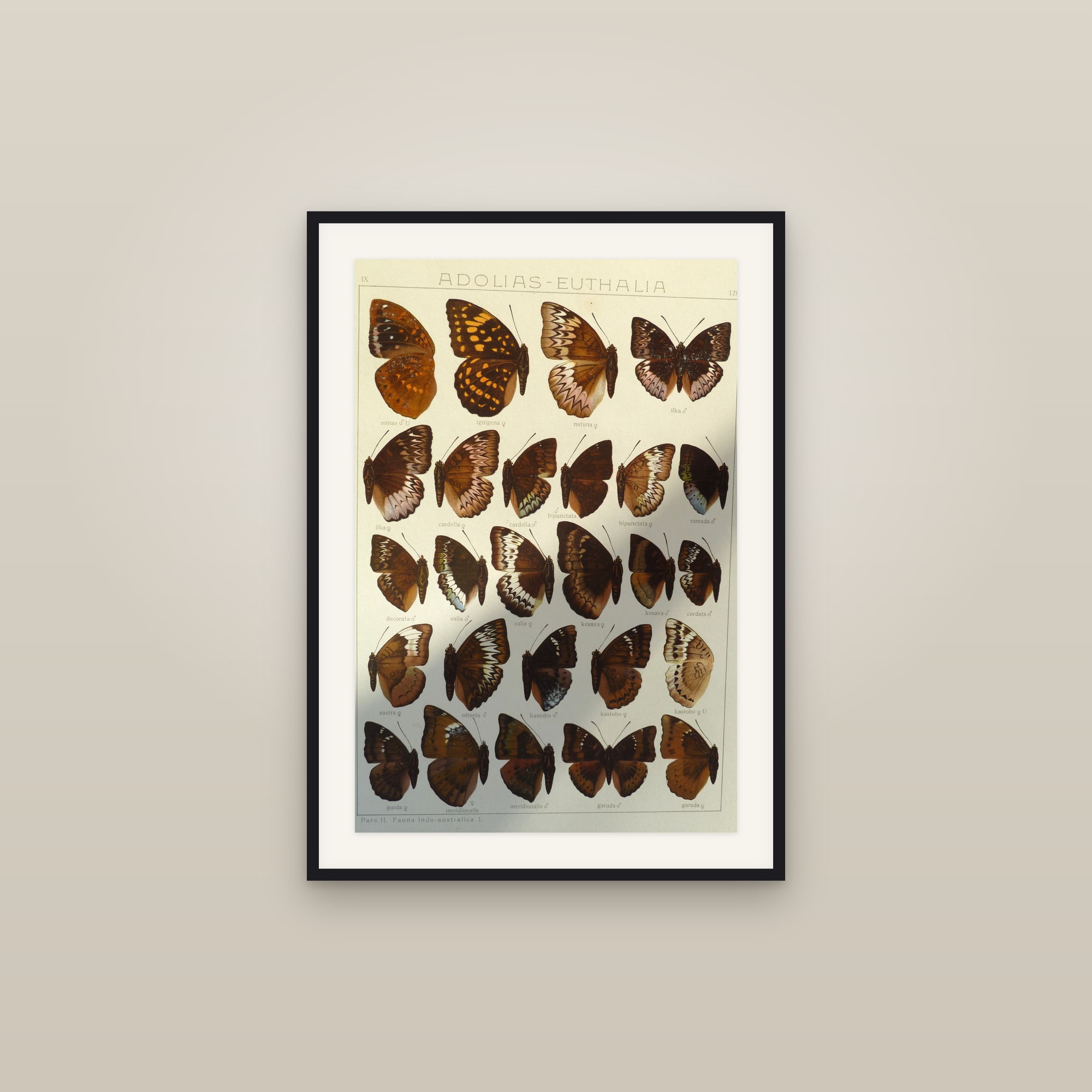 Exotic Butterflies — Indo-Australian Macrolepidoptera, Plate 128 (Lexias & Euthalia)