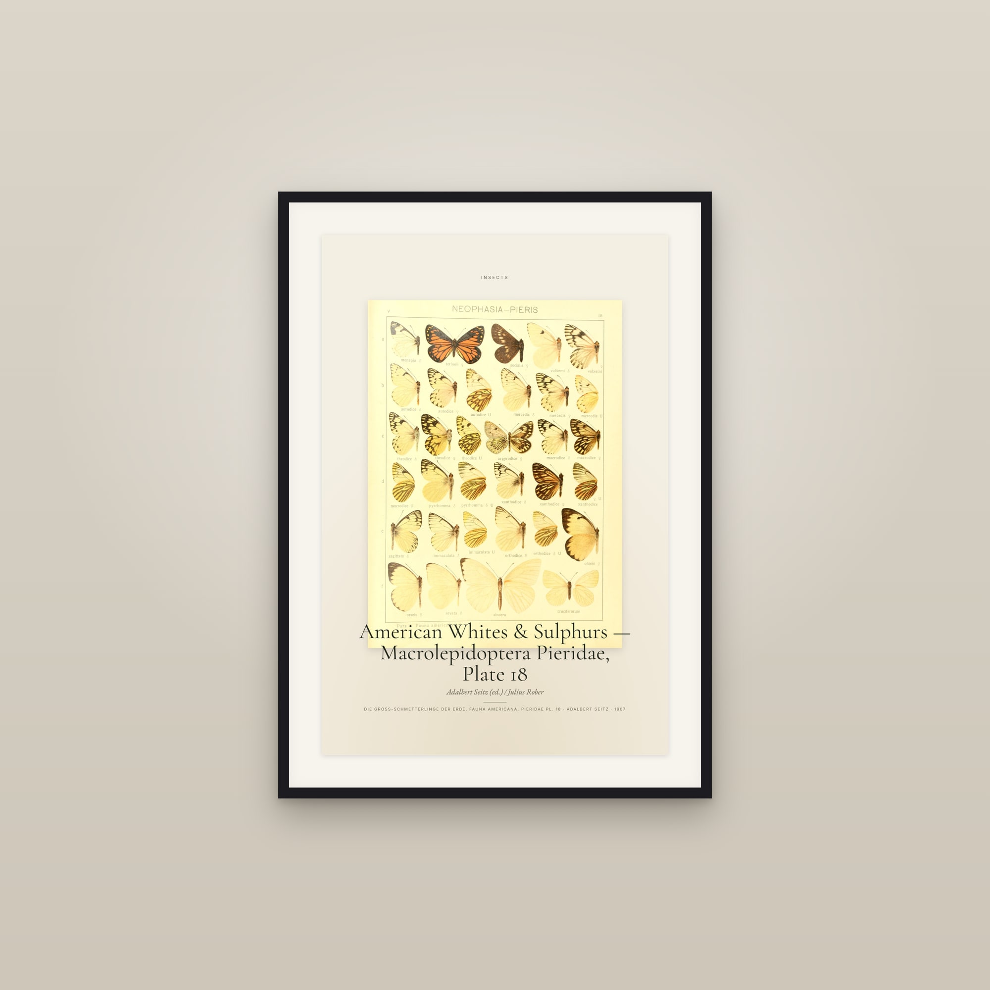 American Whites & Sulphurs — Macrolepidoptera Pieridae, Plate 18 — Specimen