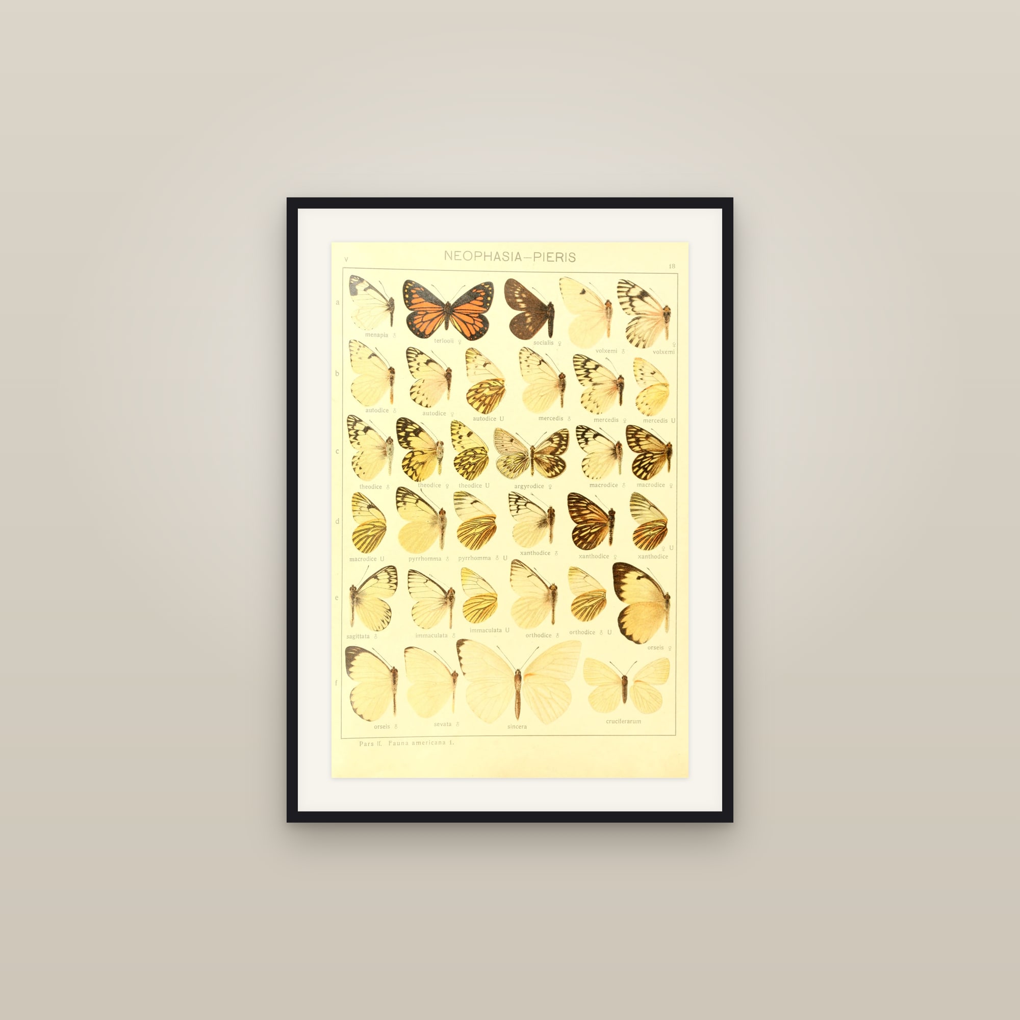 American Whites & Sulphurs — Macrolepidoptera Pieridae, Plate 18