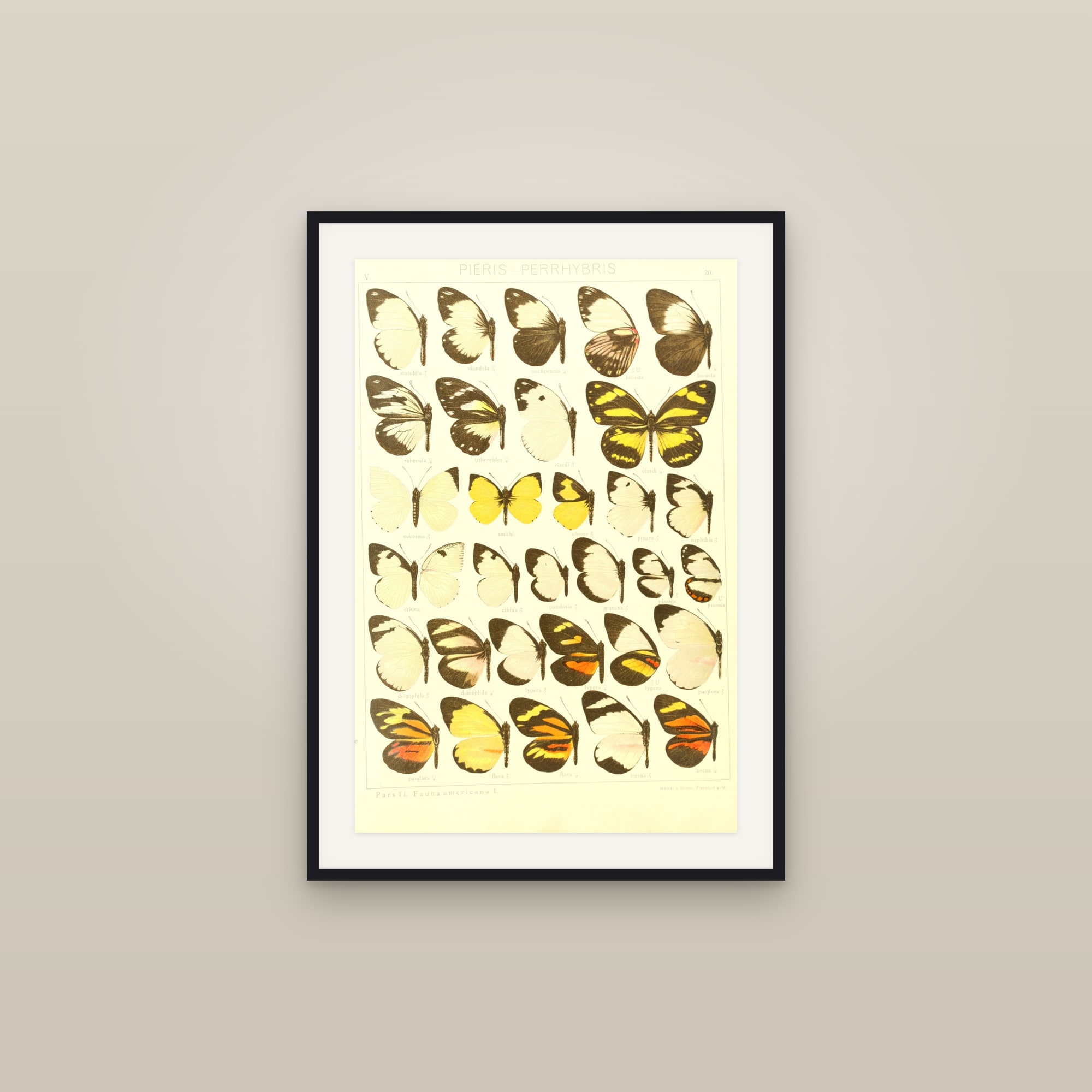 American Whites & Sulphurs — Macrolepidoptera Pieridae, Plate 20