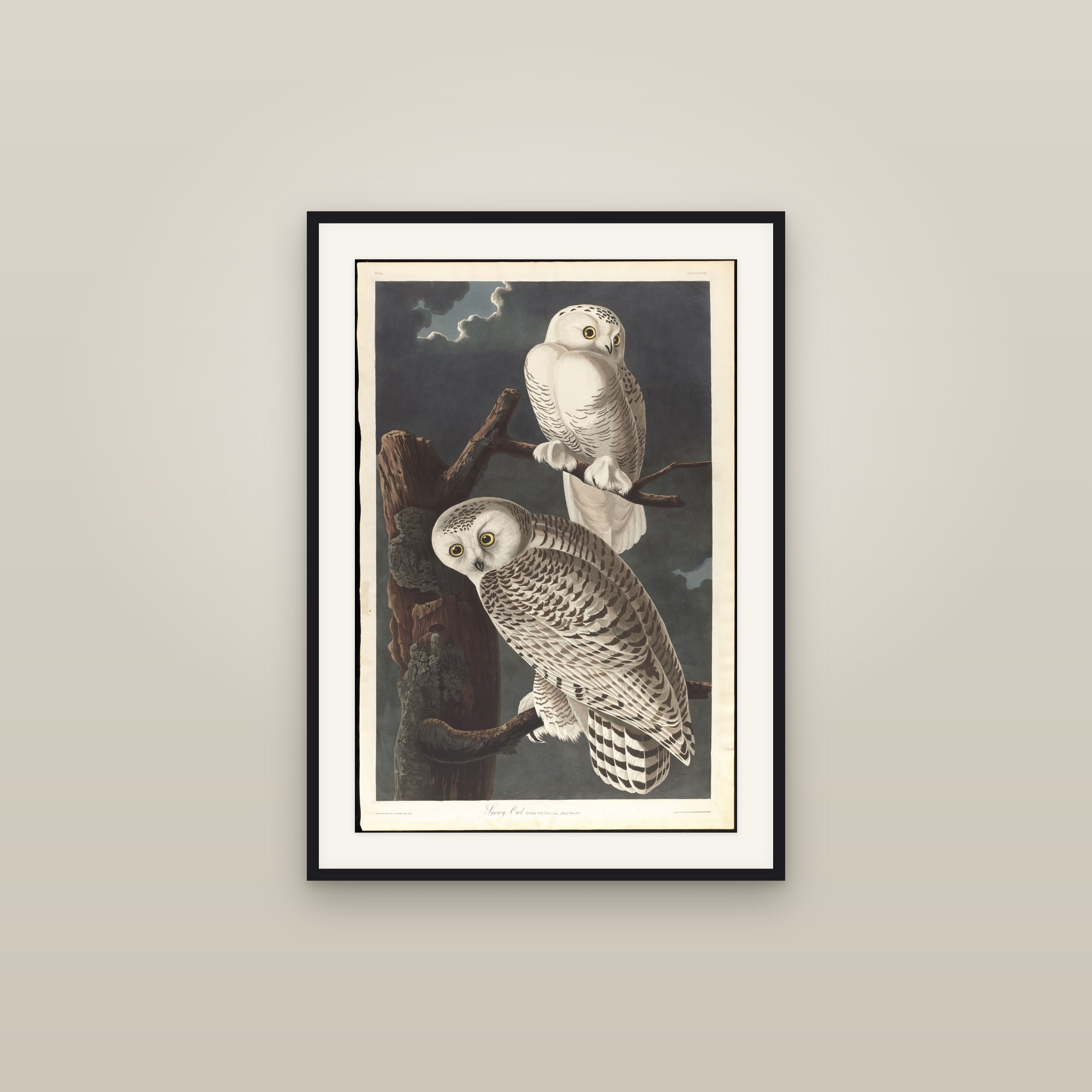 Snowy Owl