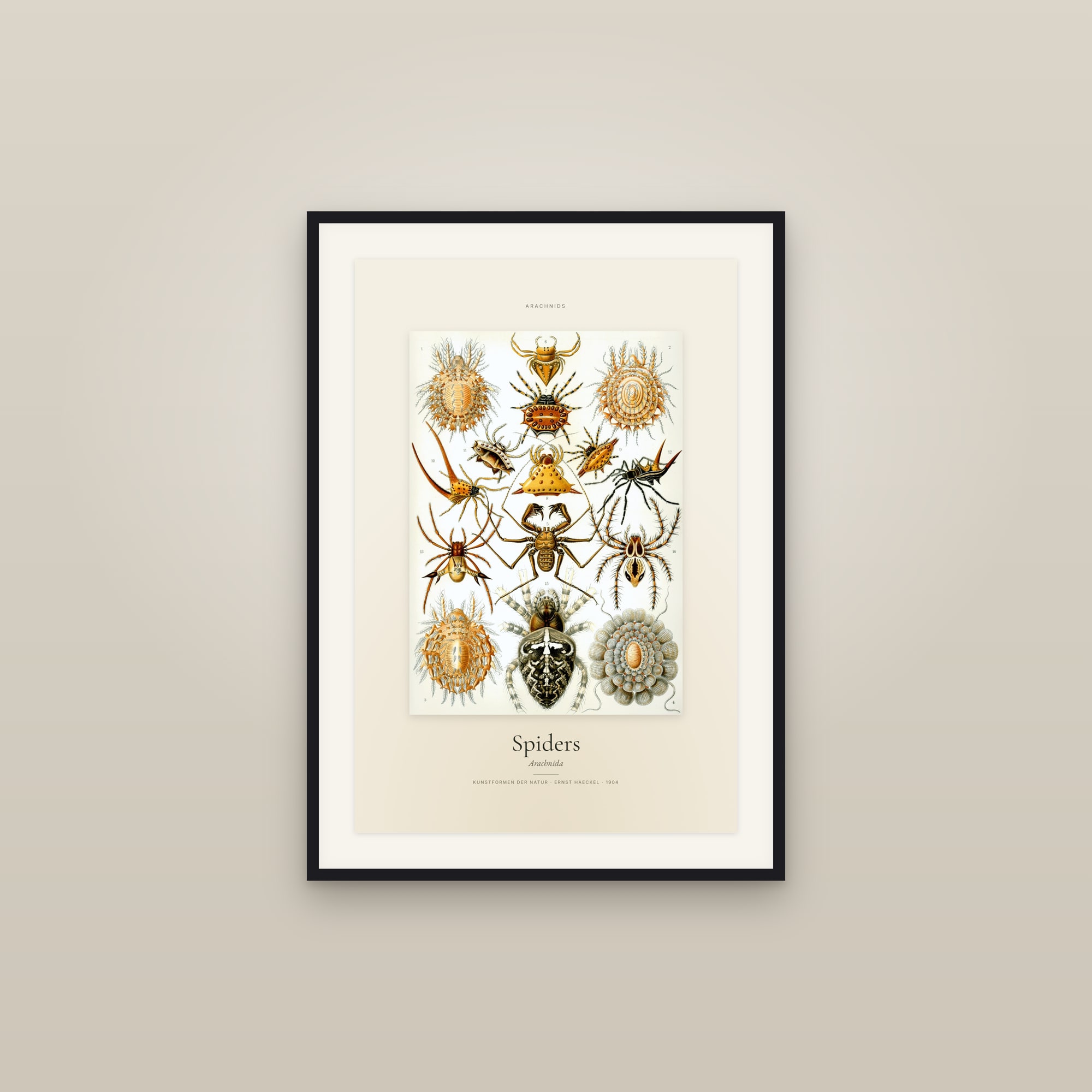 Spiders — Specimen