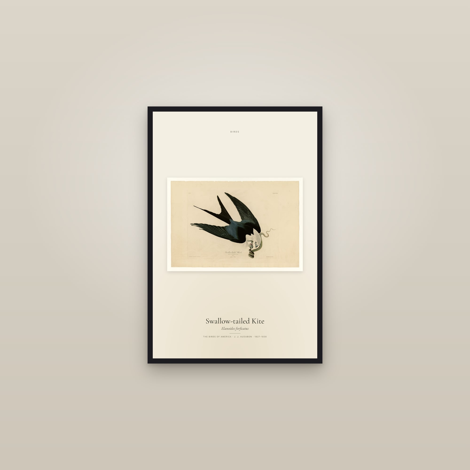Swallow-tailed Kite