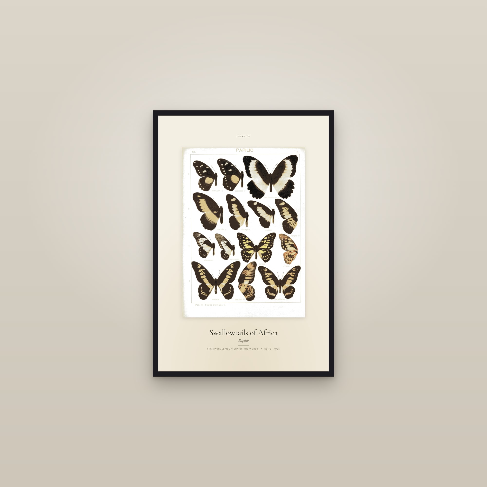 Swallowtails of Africa — Specimen