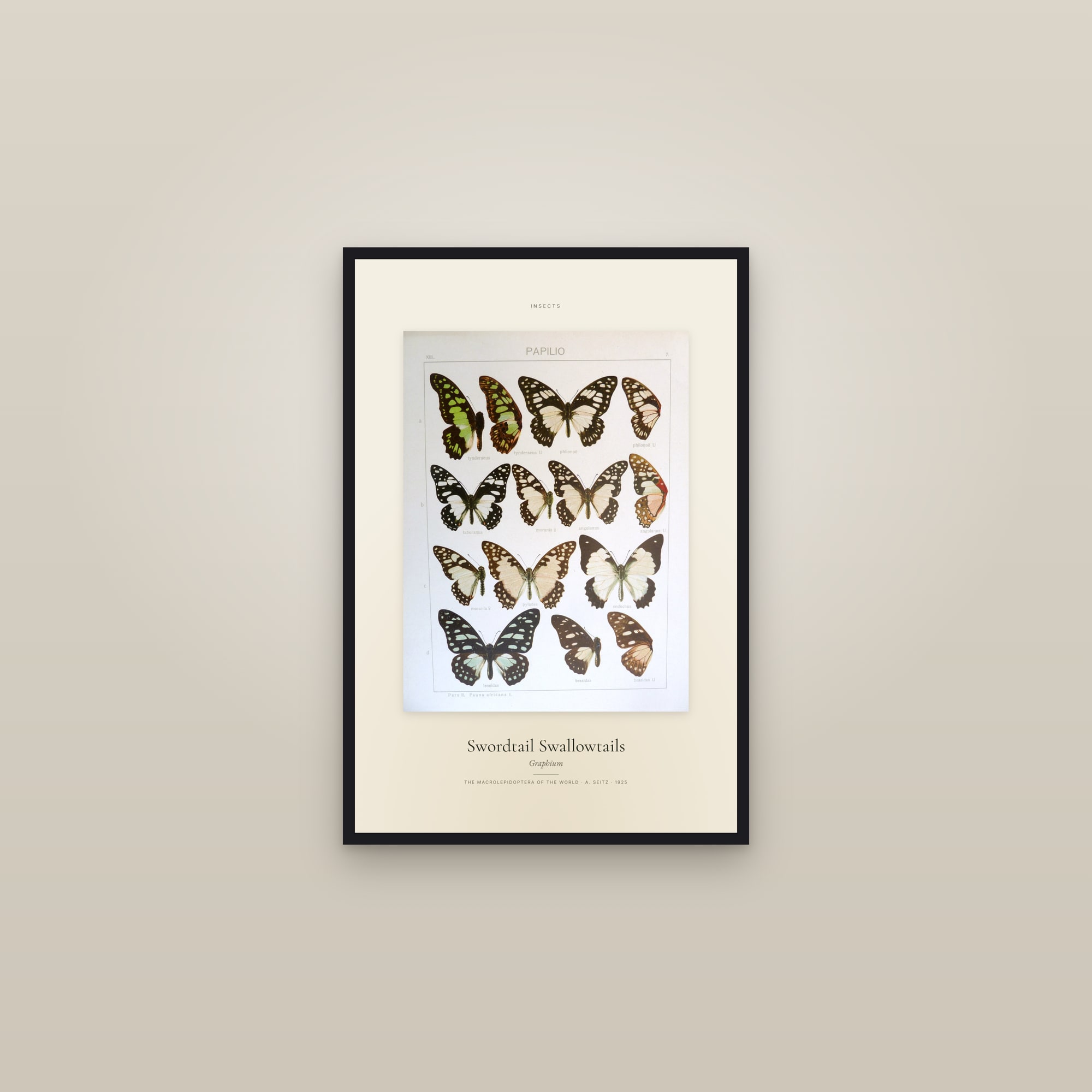 Swordtail Swallowtails — Specimen