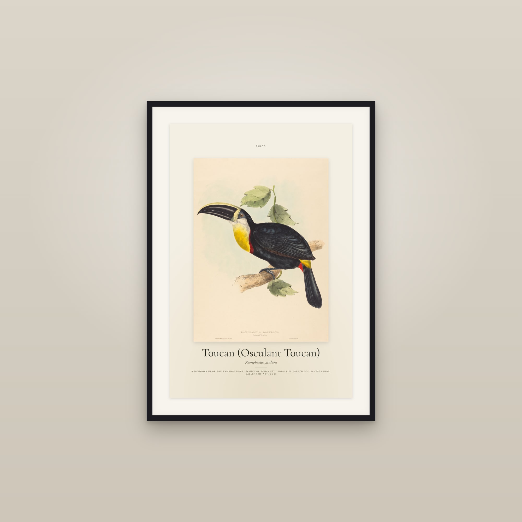 Toucan (Osculant Toucan) — Specimen