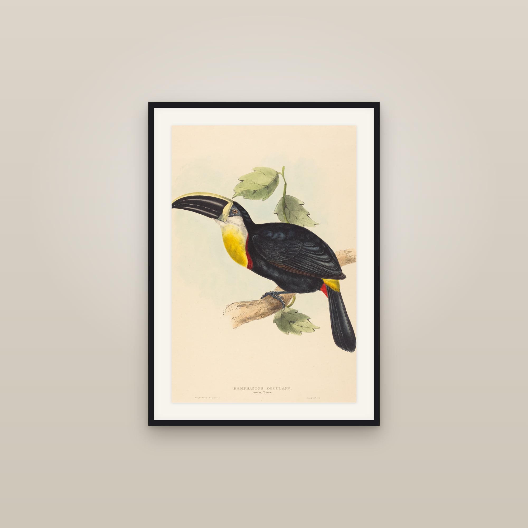 Toucan (Osculant Toucan)