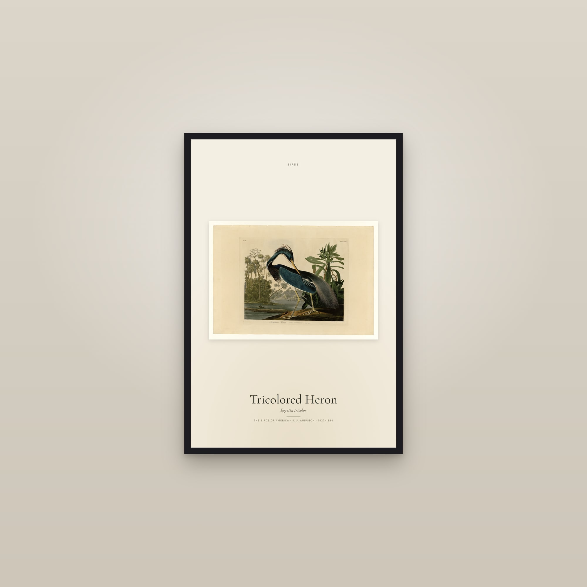 Tricolored Heron