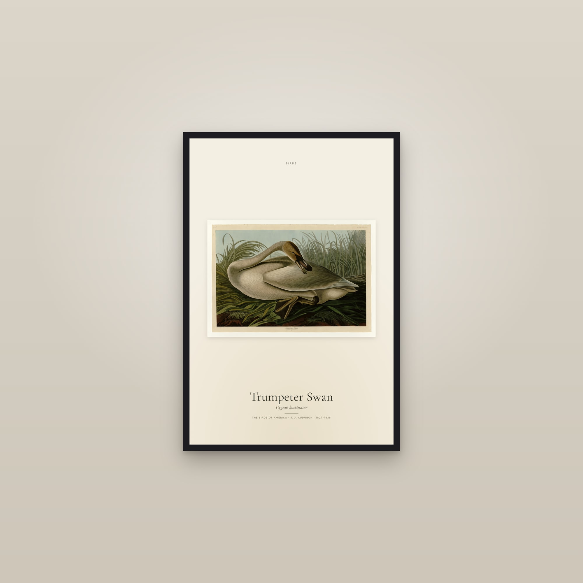 Trumpeter Swan