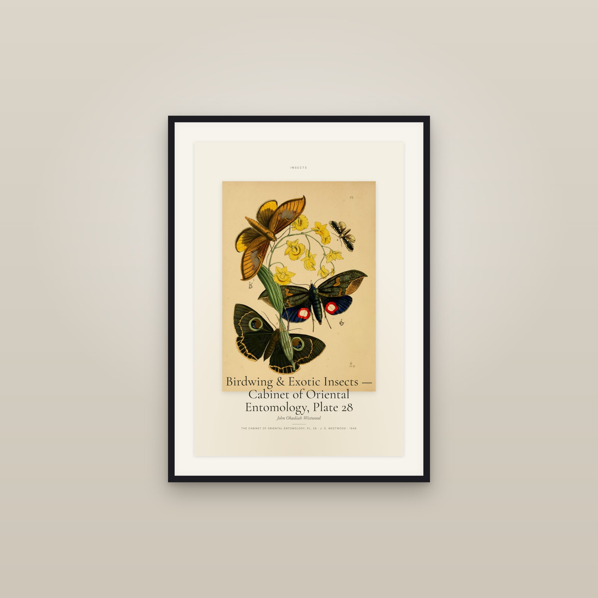 Birdwing & Exotic Insects — Cabinet of Oriental Entomology, Plate 28 — Specimen