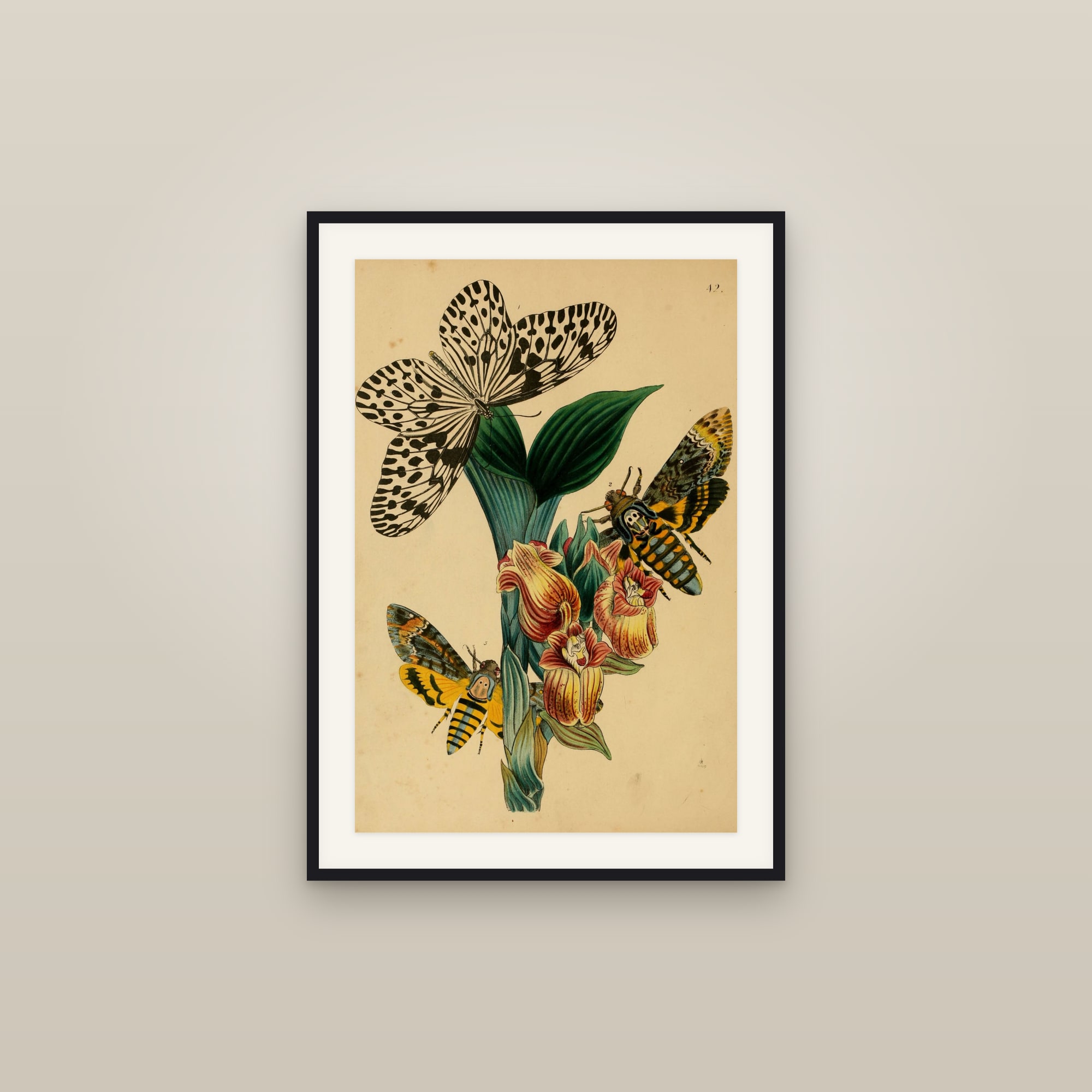 Oriental Insects — Cabinet of Oriental Entomology, Plate 42