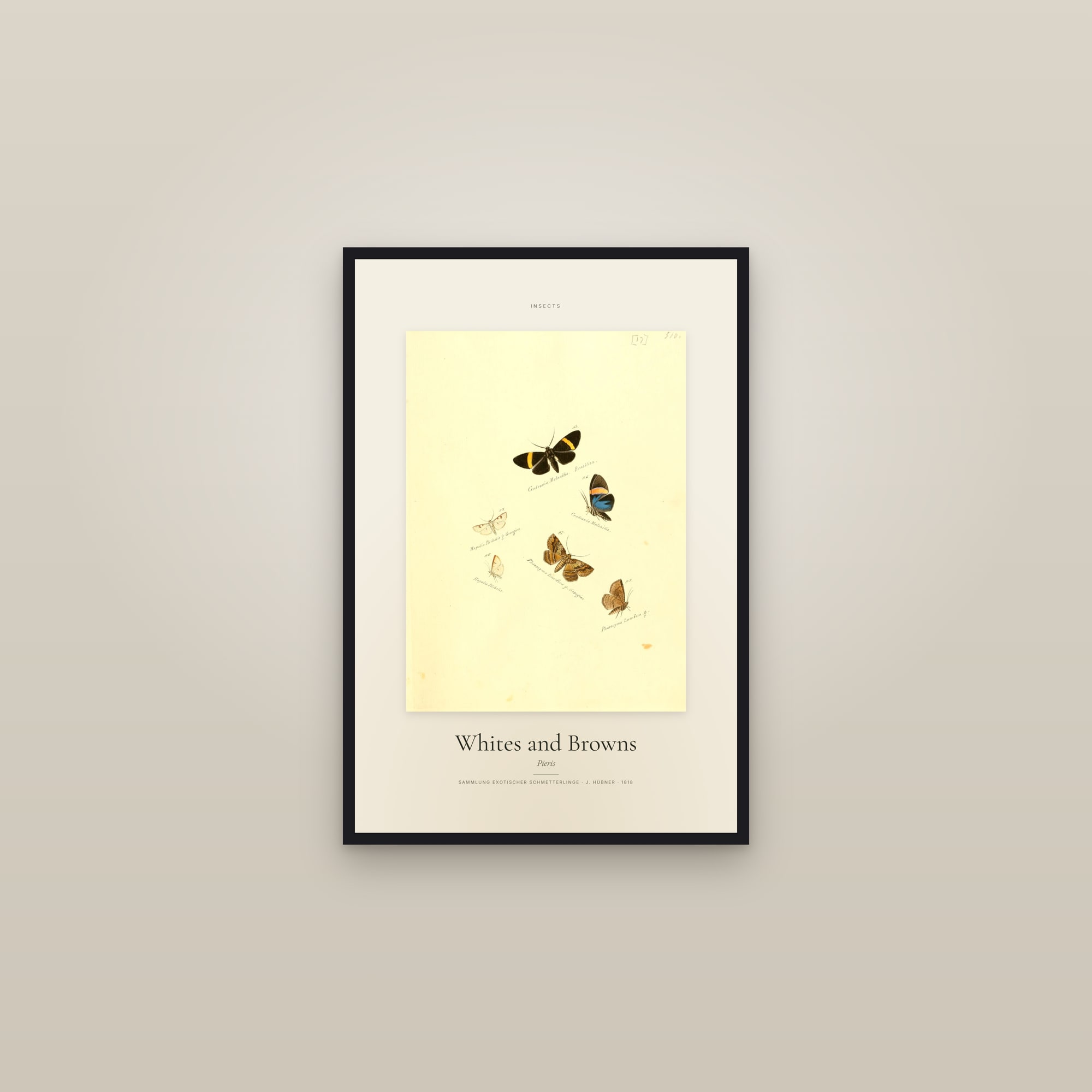 Whites and Browns — Specimen