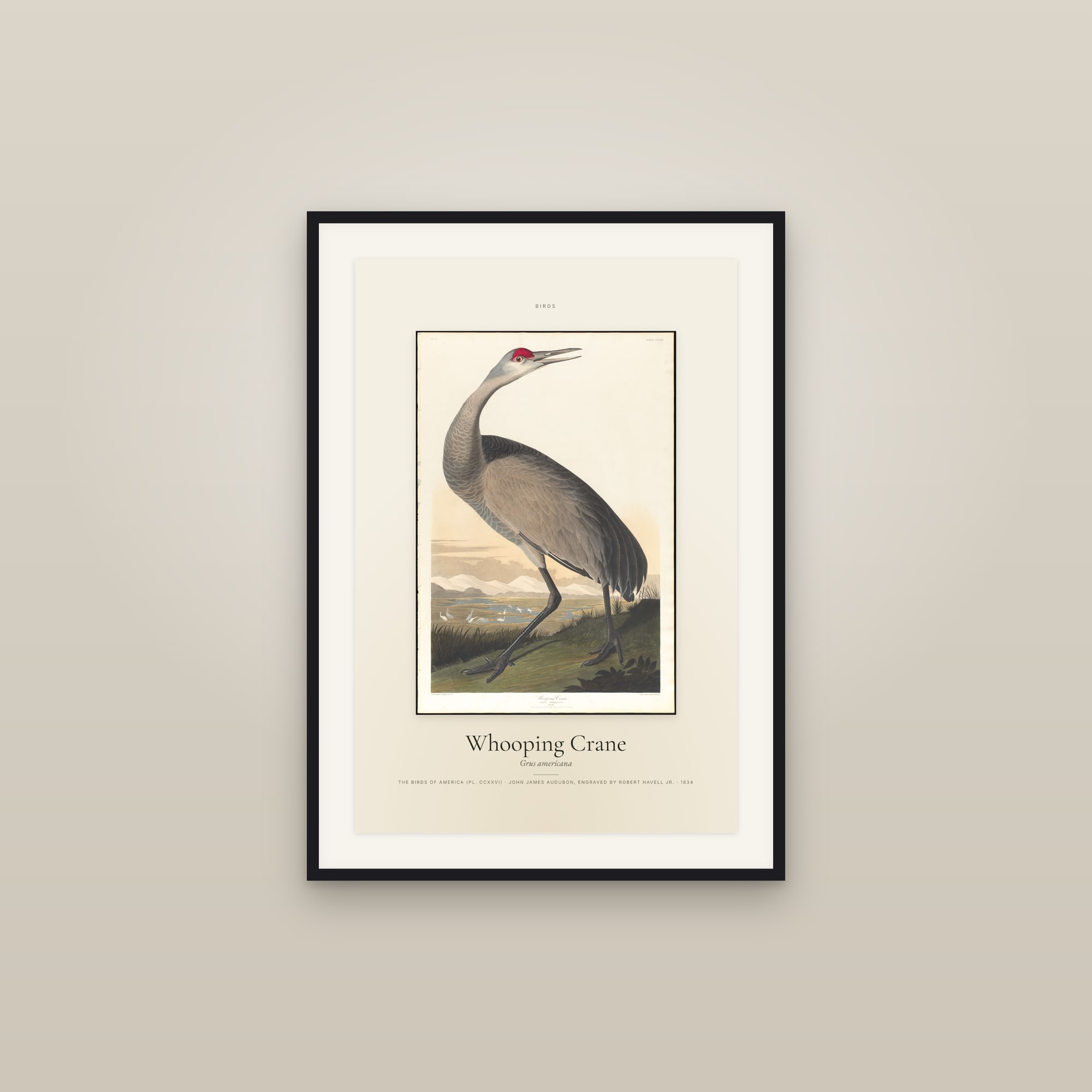 Whooping Crane — Specimen