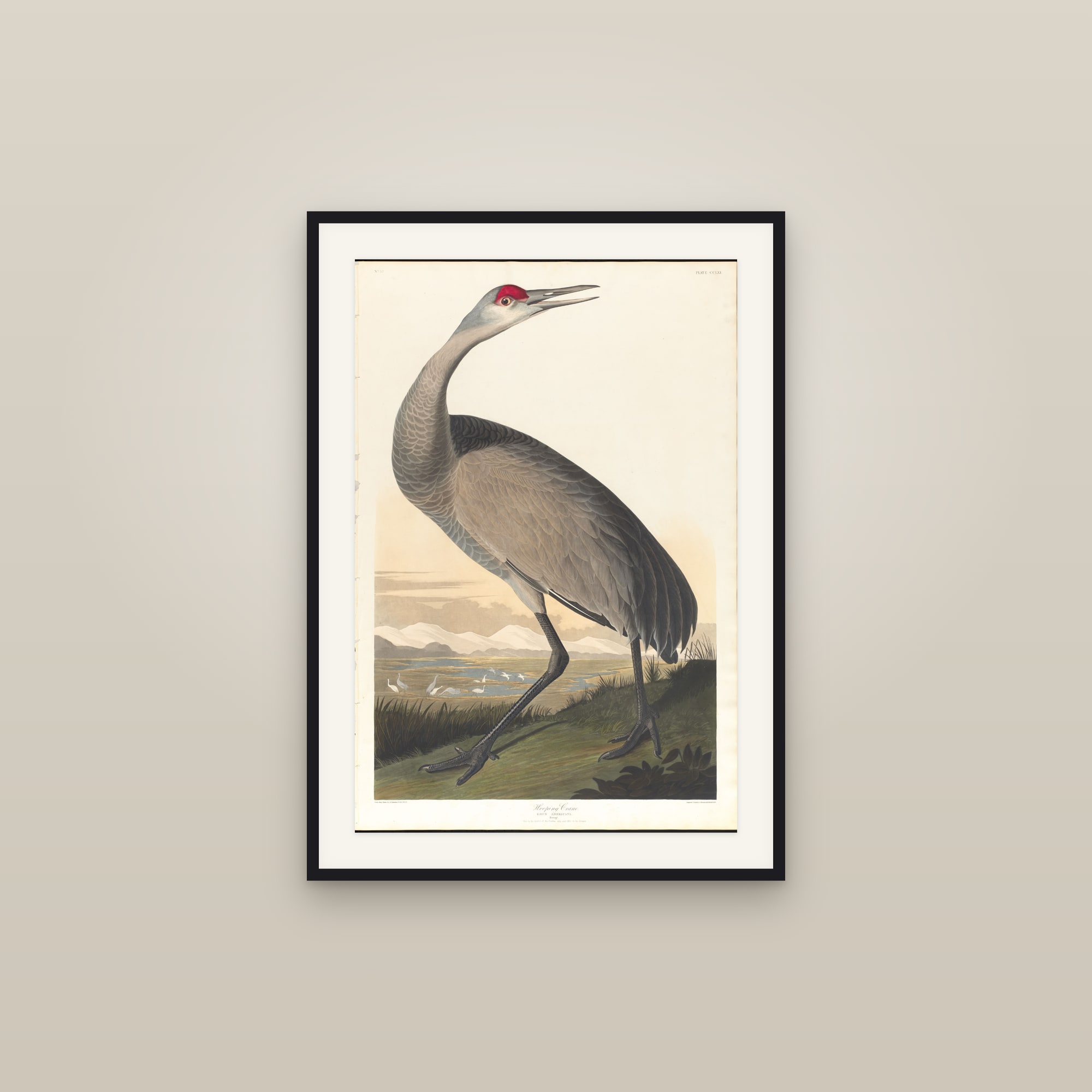 Whooping Crane