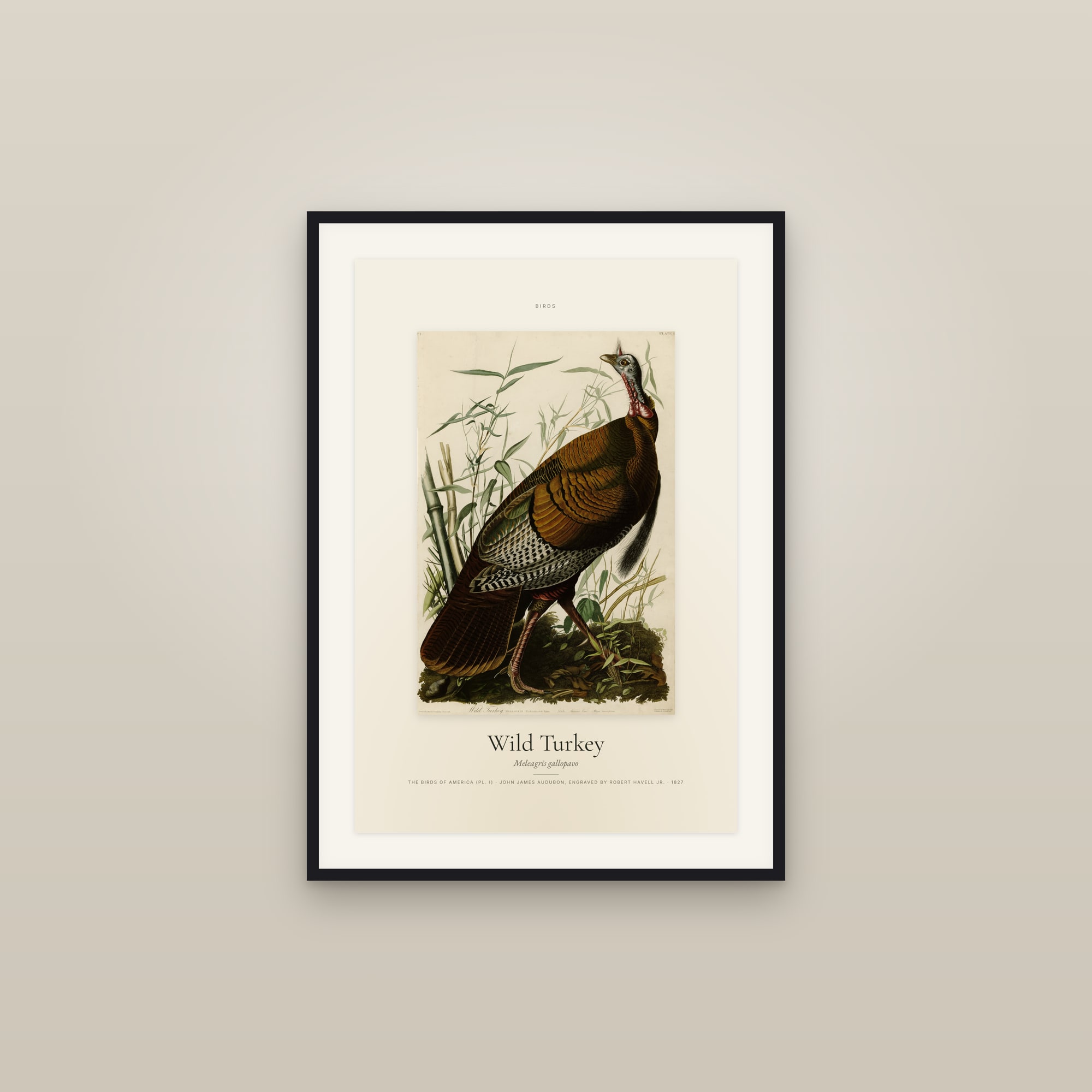 Wild Turkey — Specimen