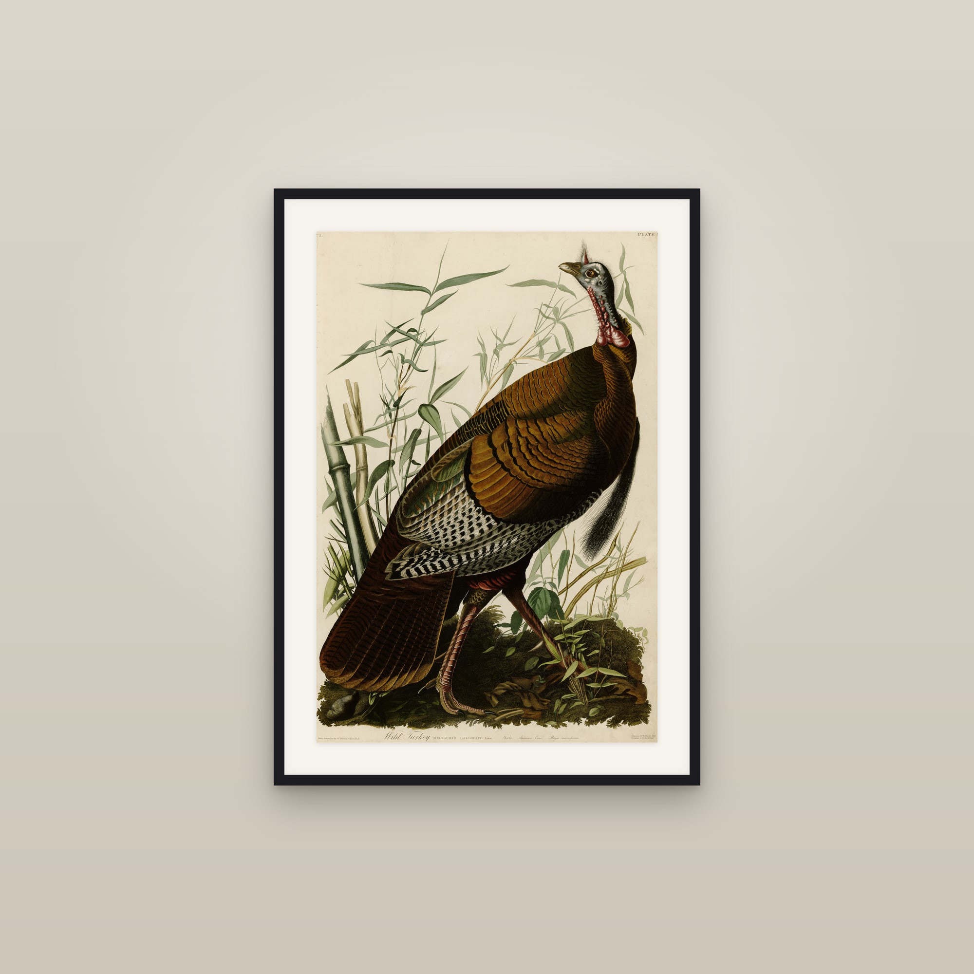 Wild Turkey