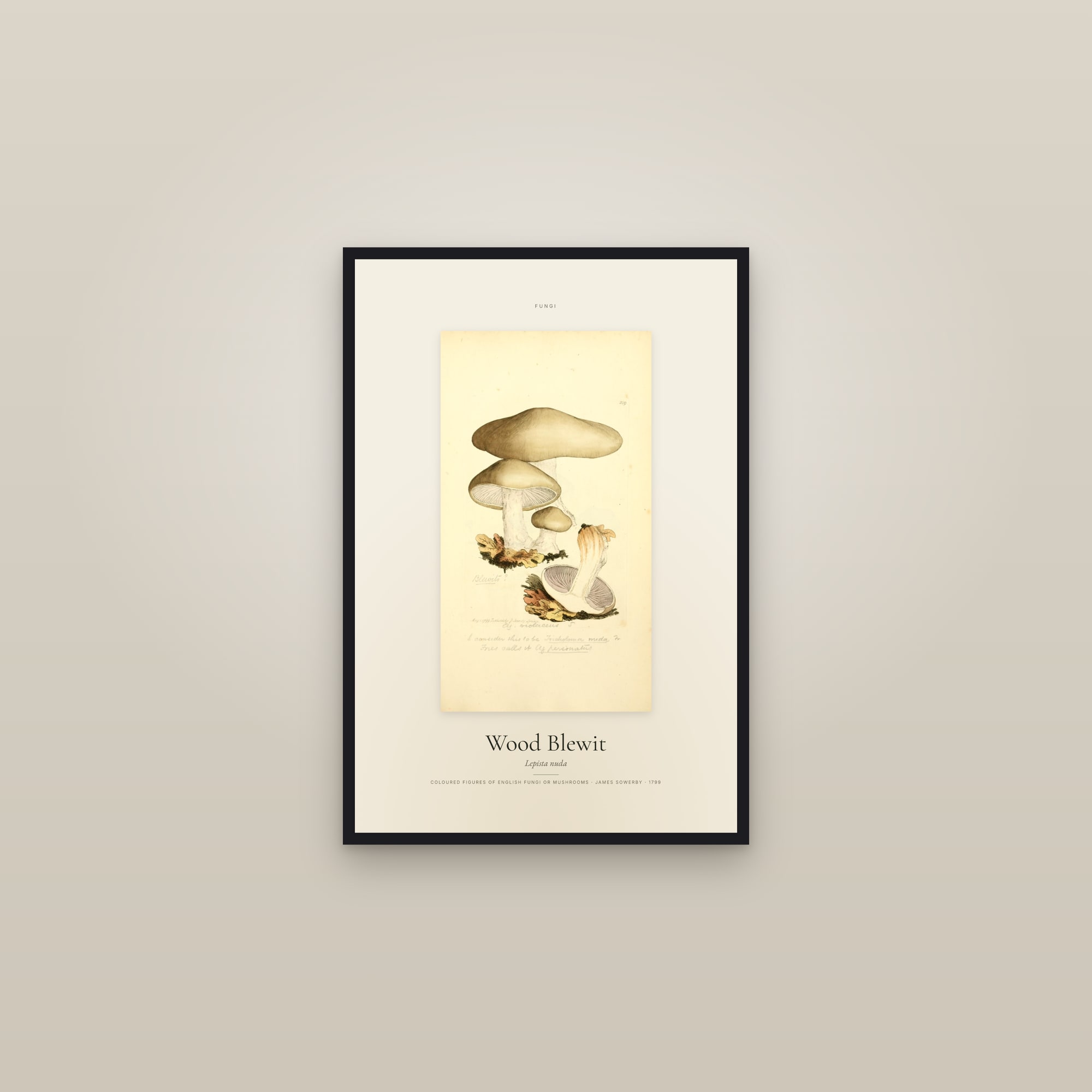 Wood Blewit — Specimen
