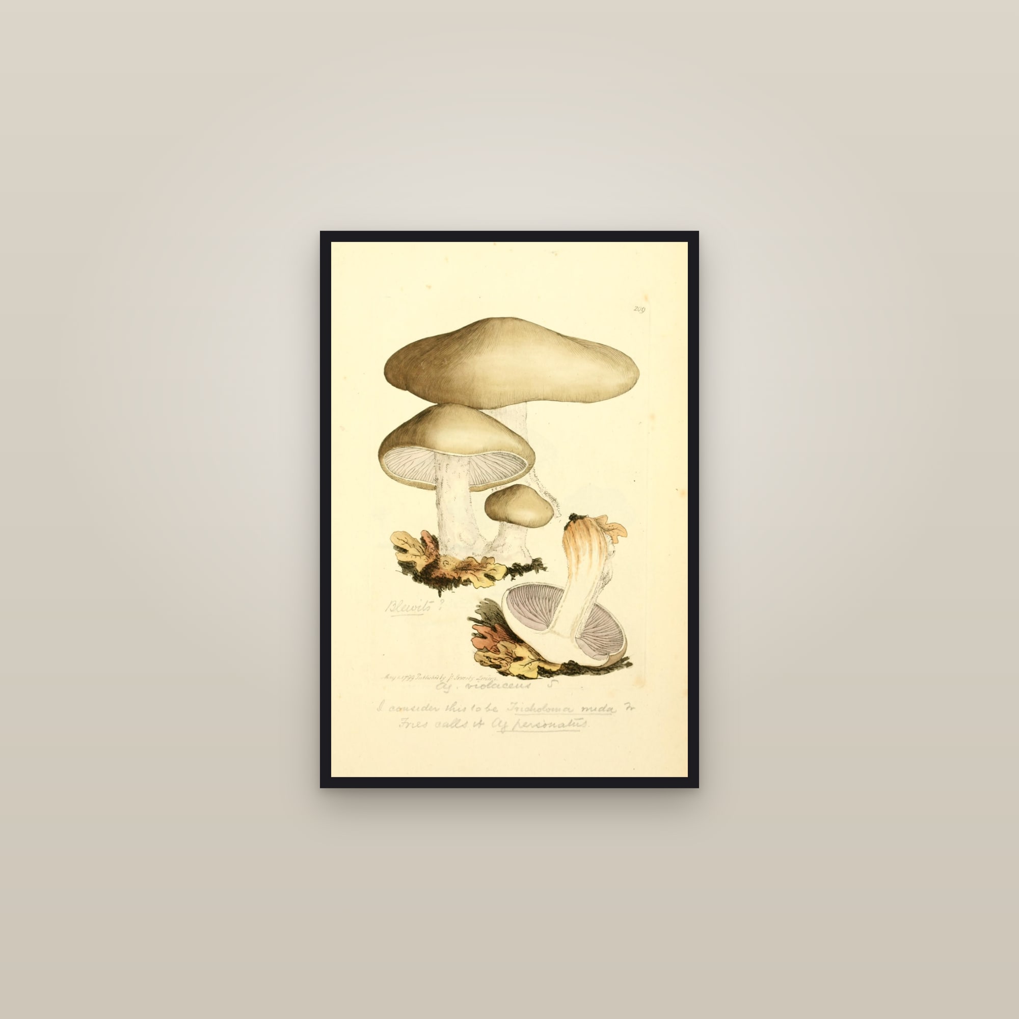 Wood Blewit