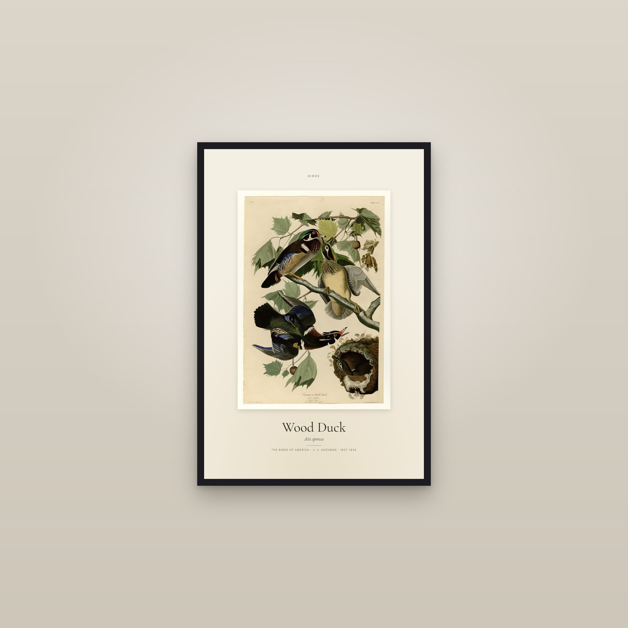 Wood Duck — Specimen