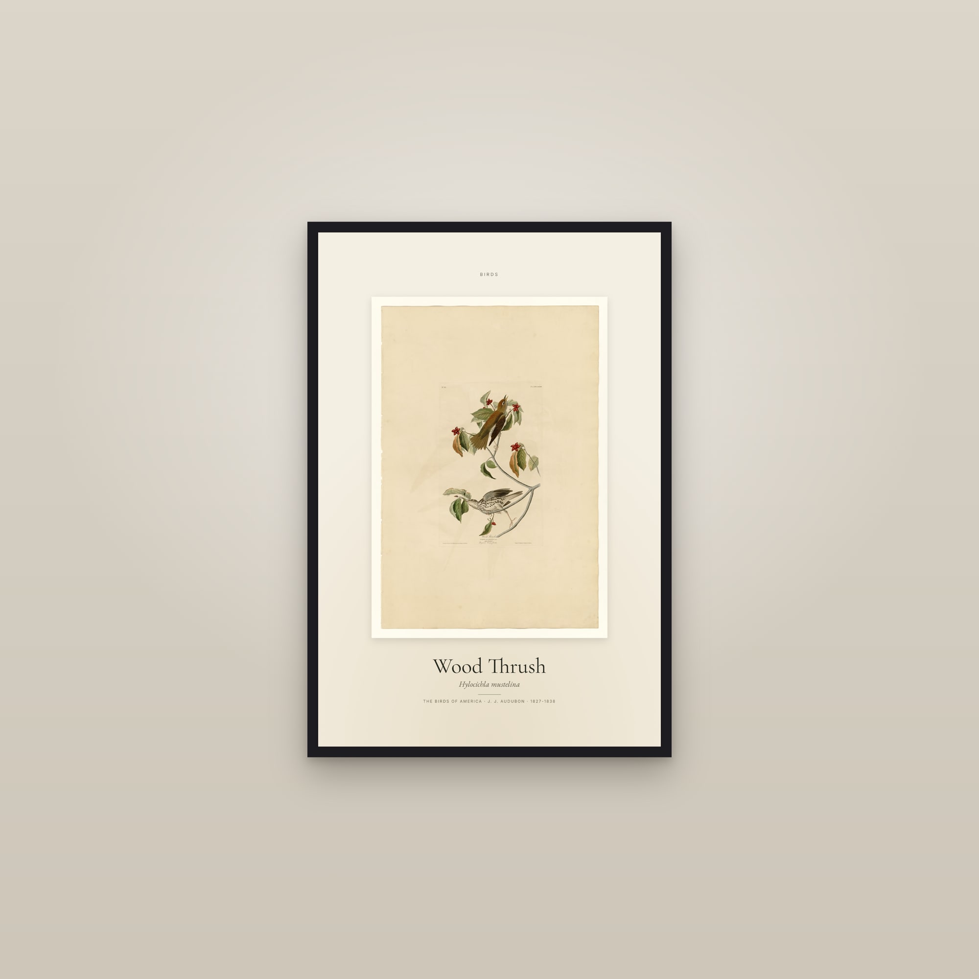 Wood Thrush — Specimen