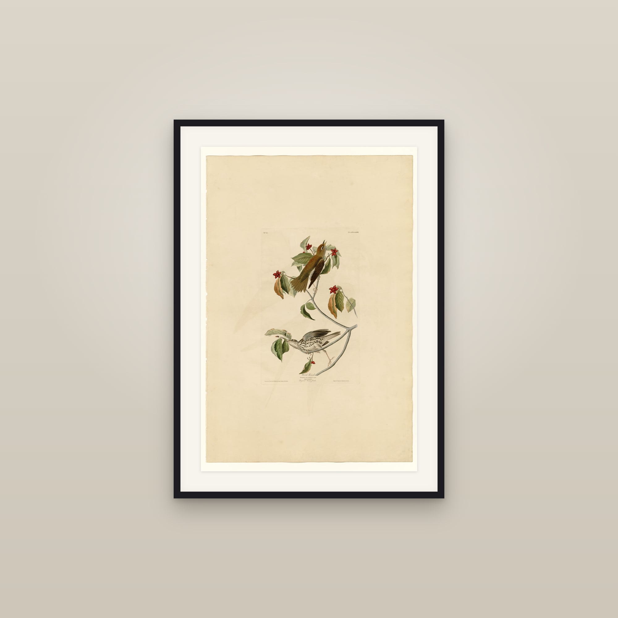 Wood Thrush