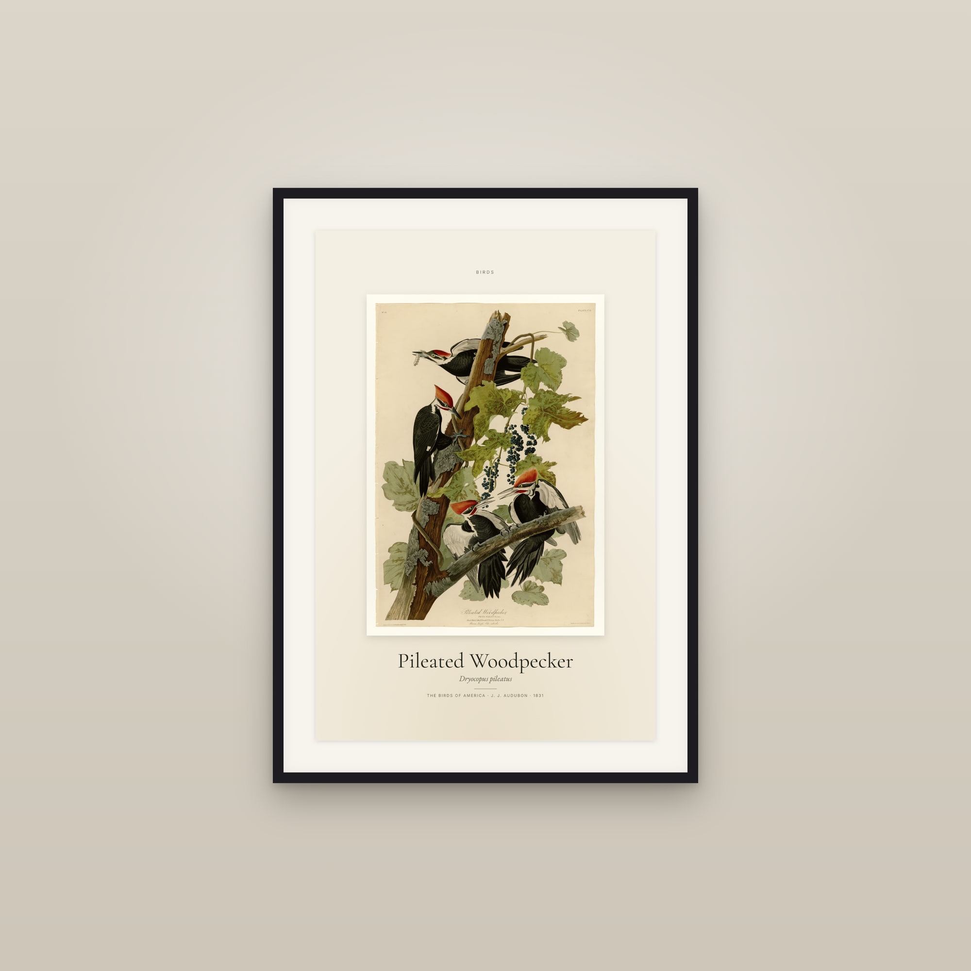 Pileated Woodpecker — Specimen