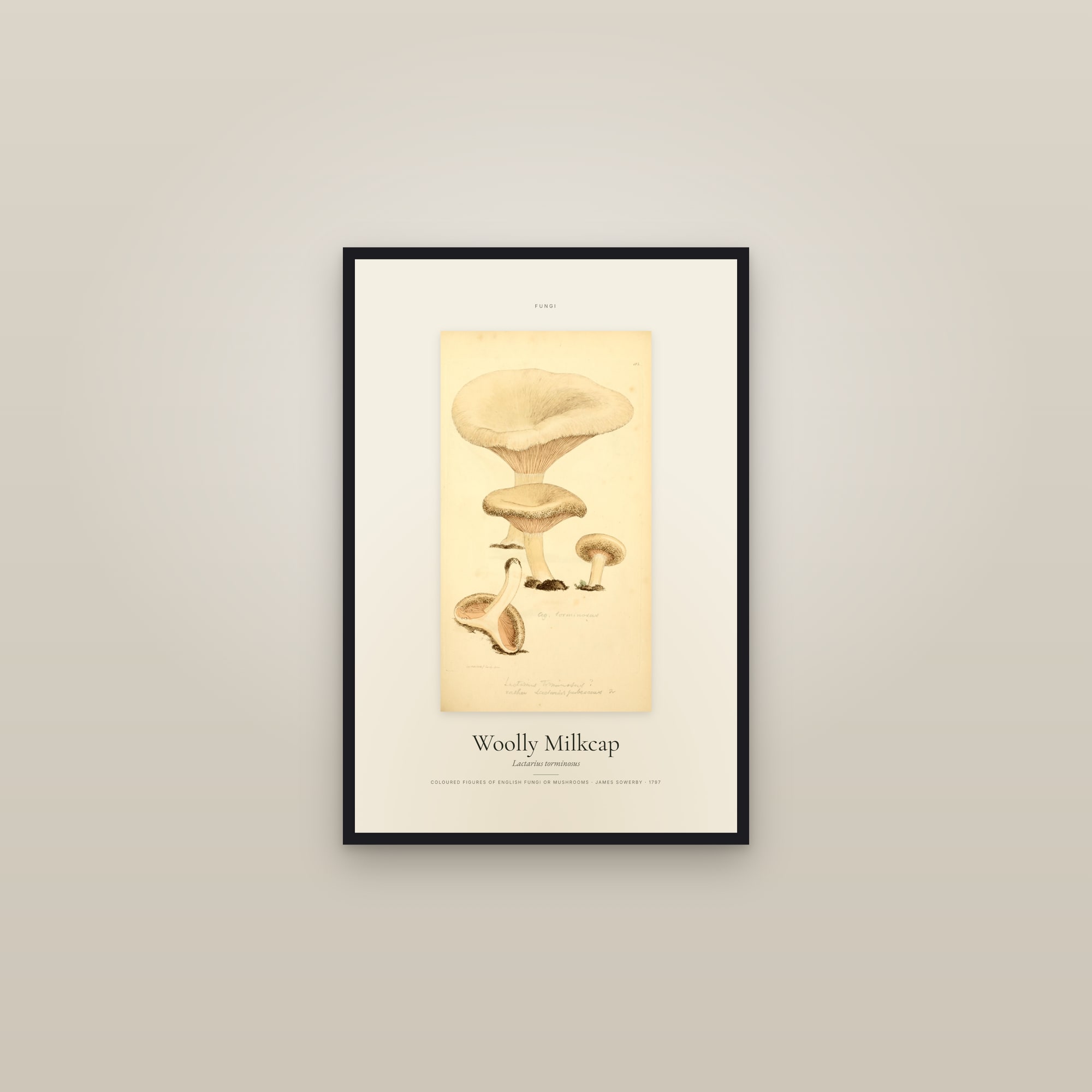 Woolly Milkcap — Specimen