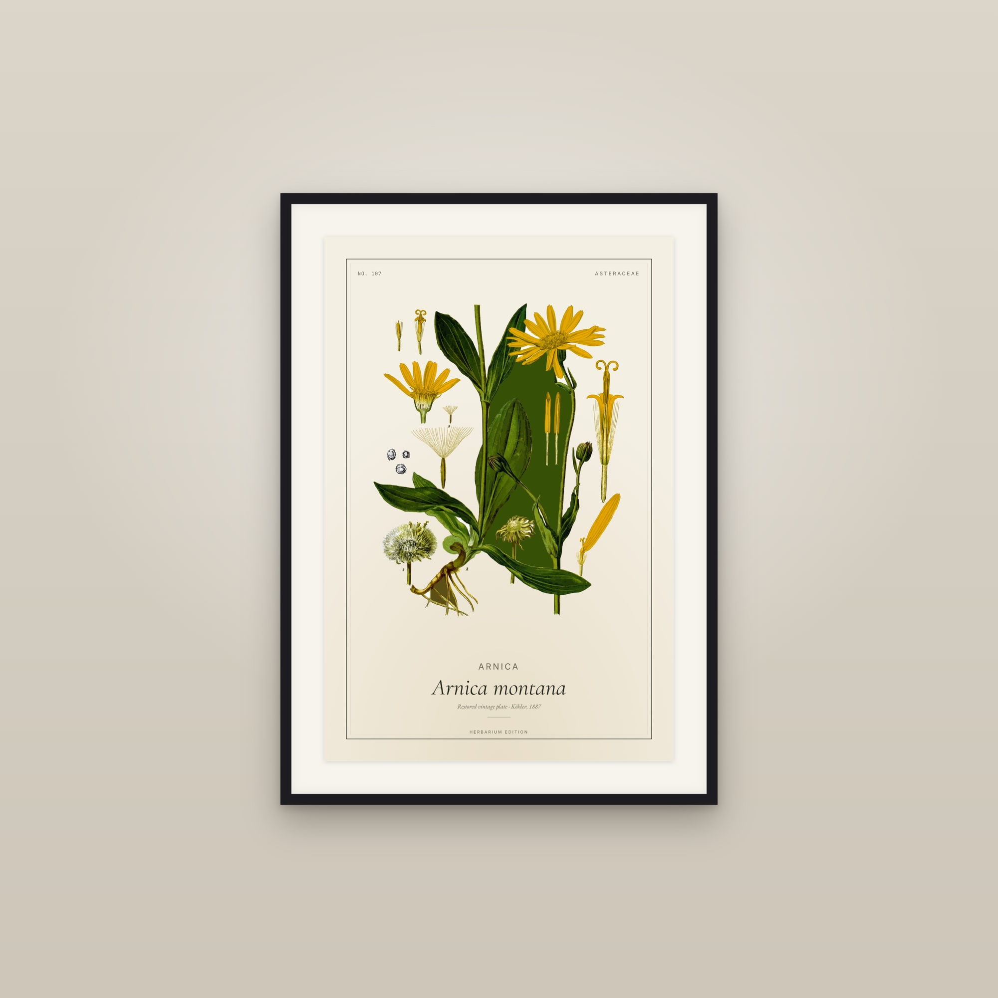Arnica — Botanical Plate