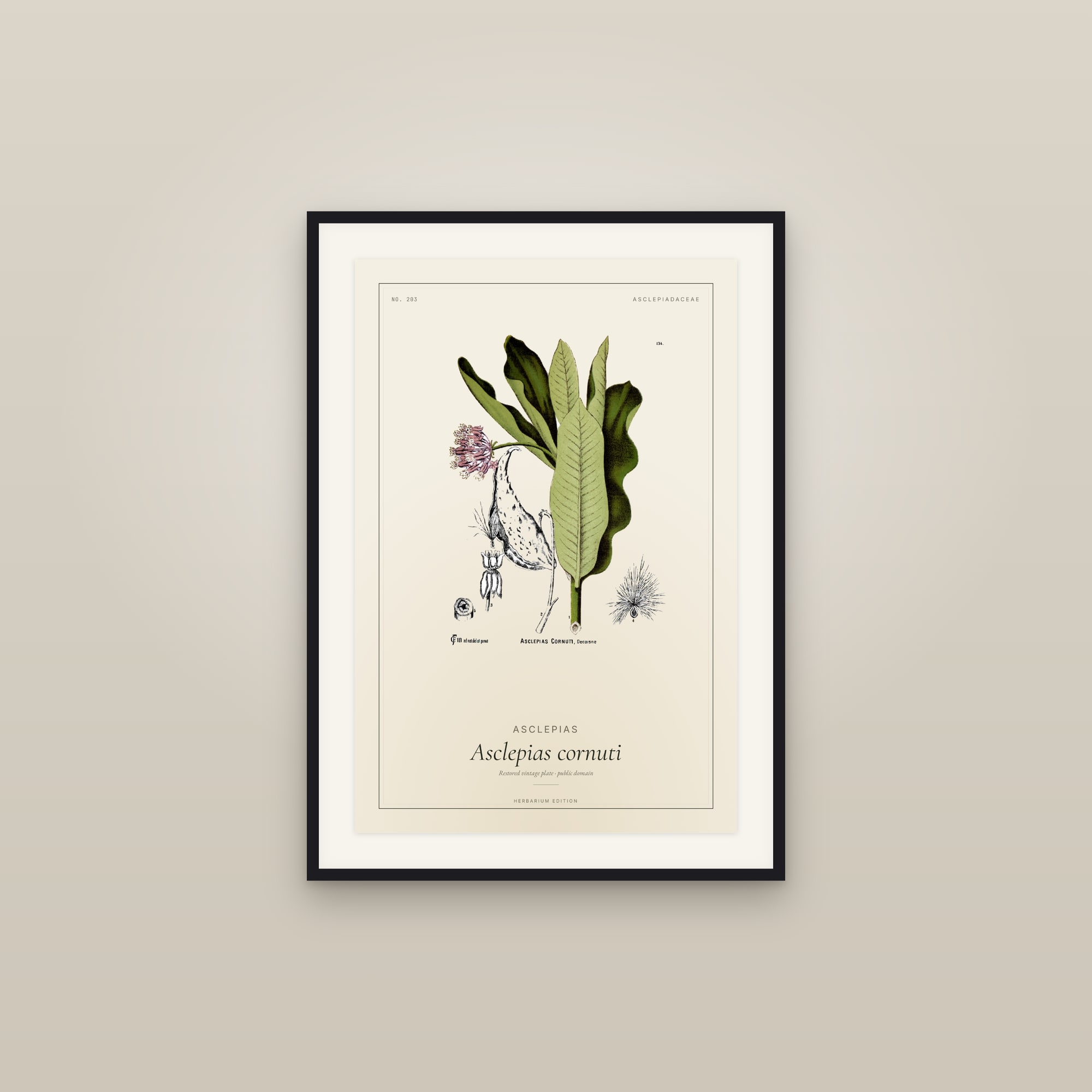 Asclepias — Botanical Plate