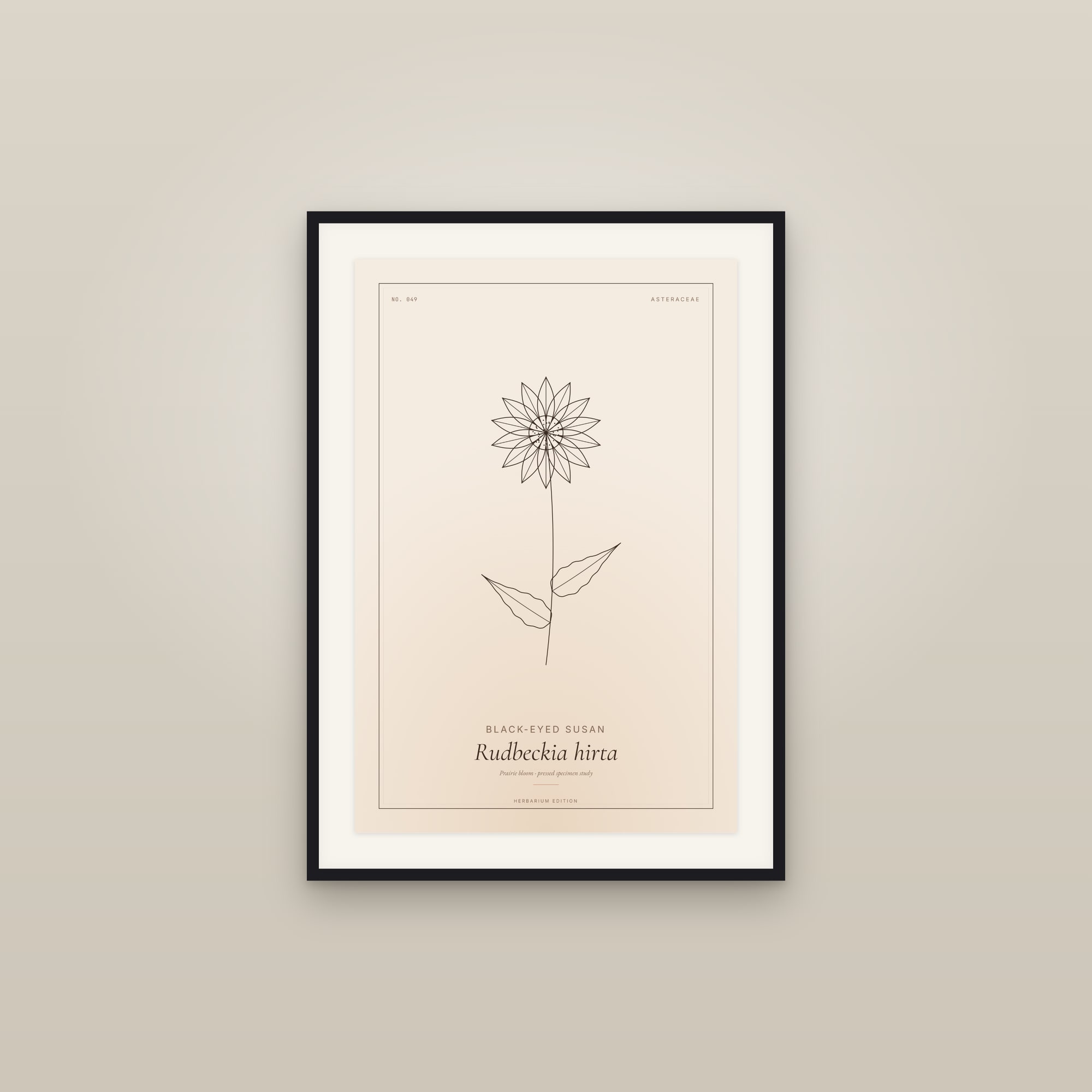 Black-eyed Susan — Botanical Specimen