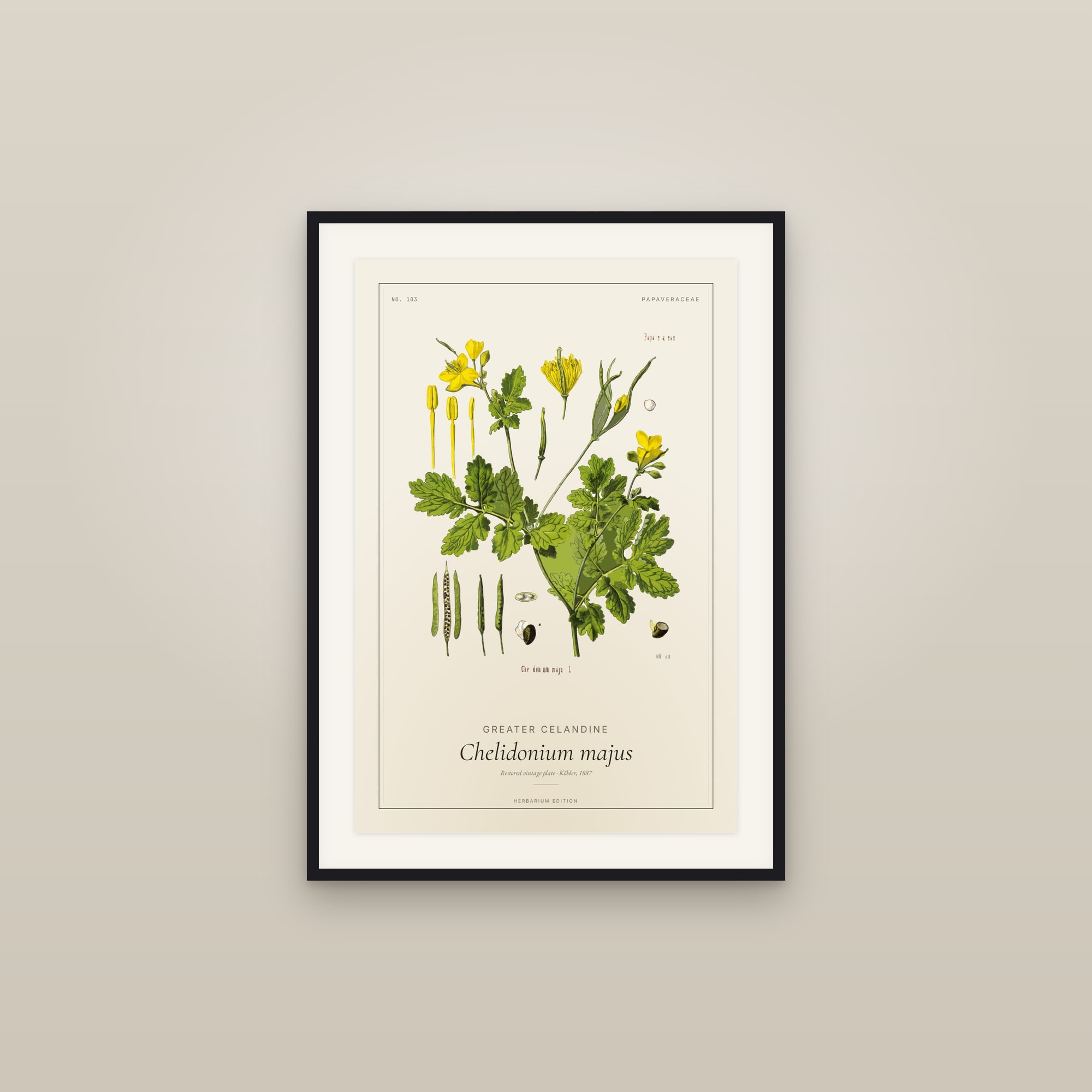 Greater Celandine — Botanical Plate