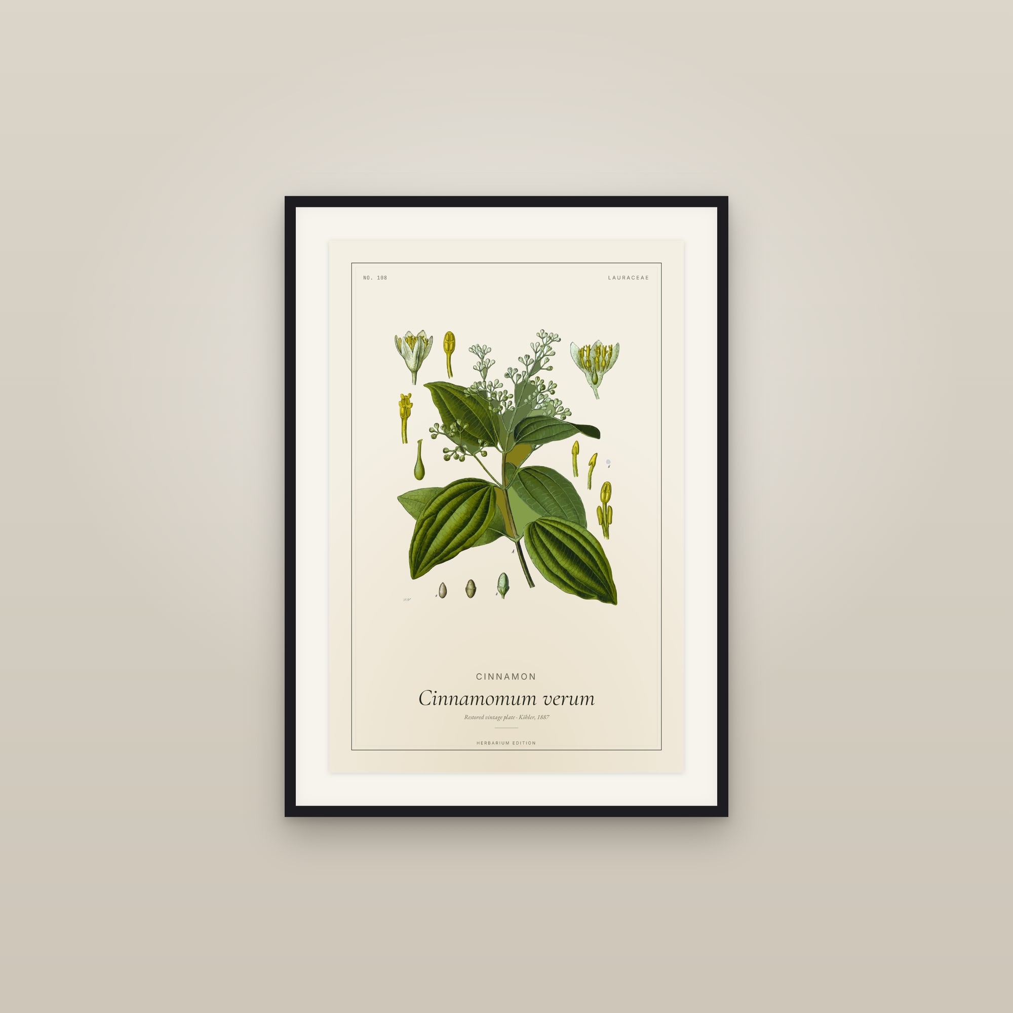 Cinnamon — Botanical Plate