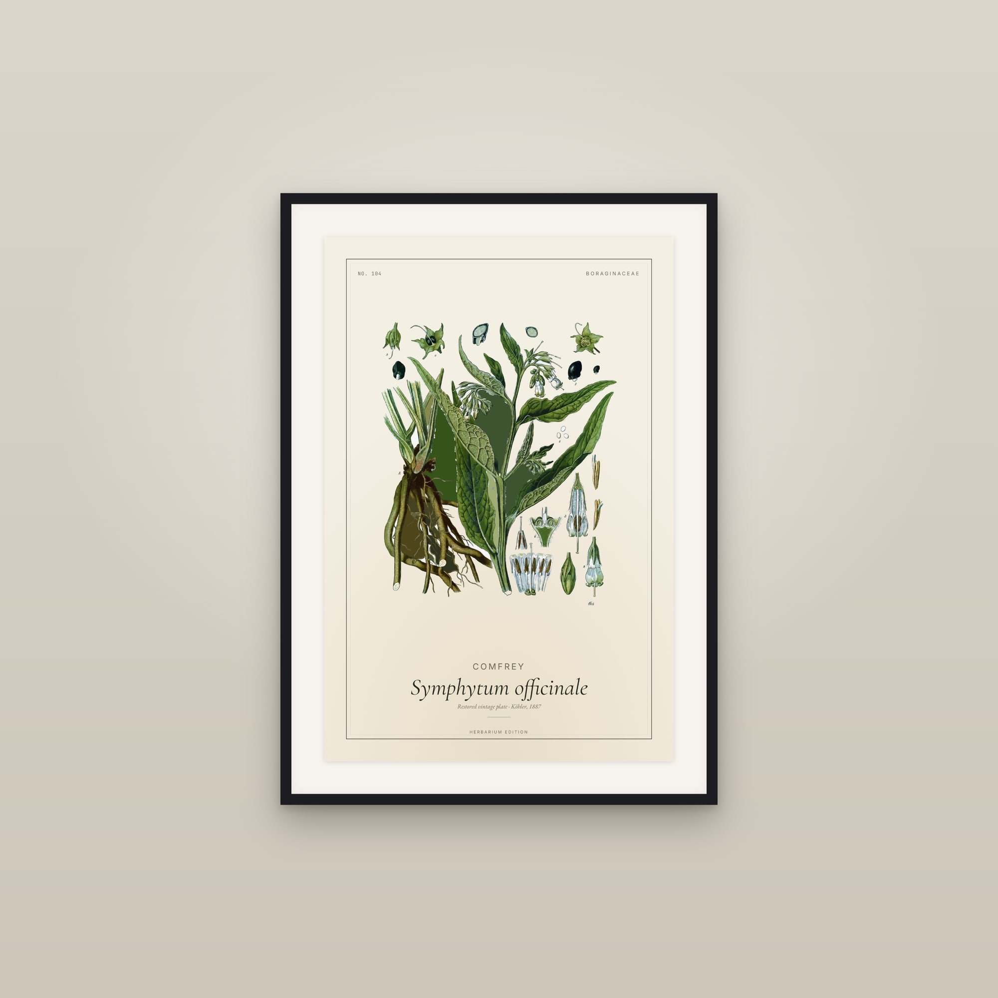 Comfrey — Botanical Plate