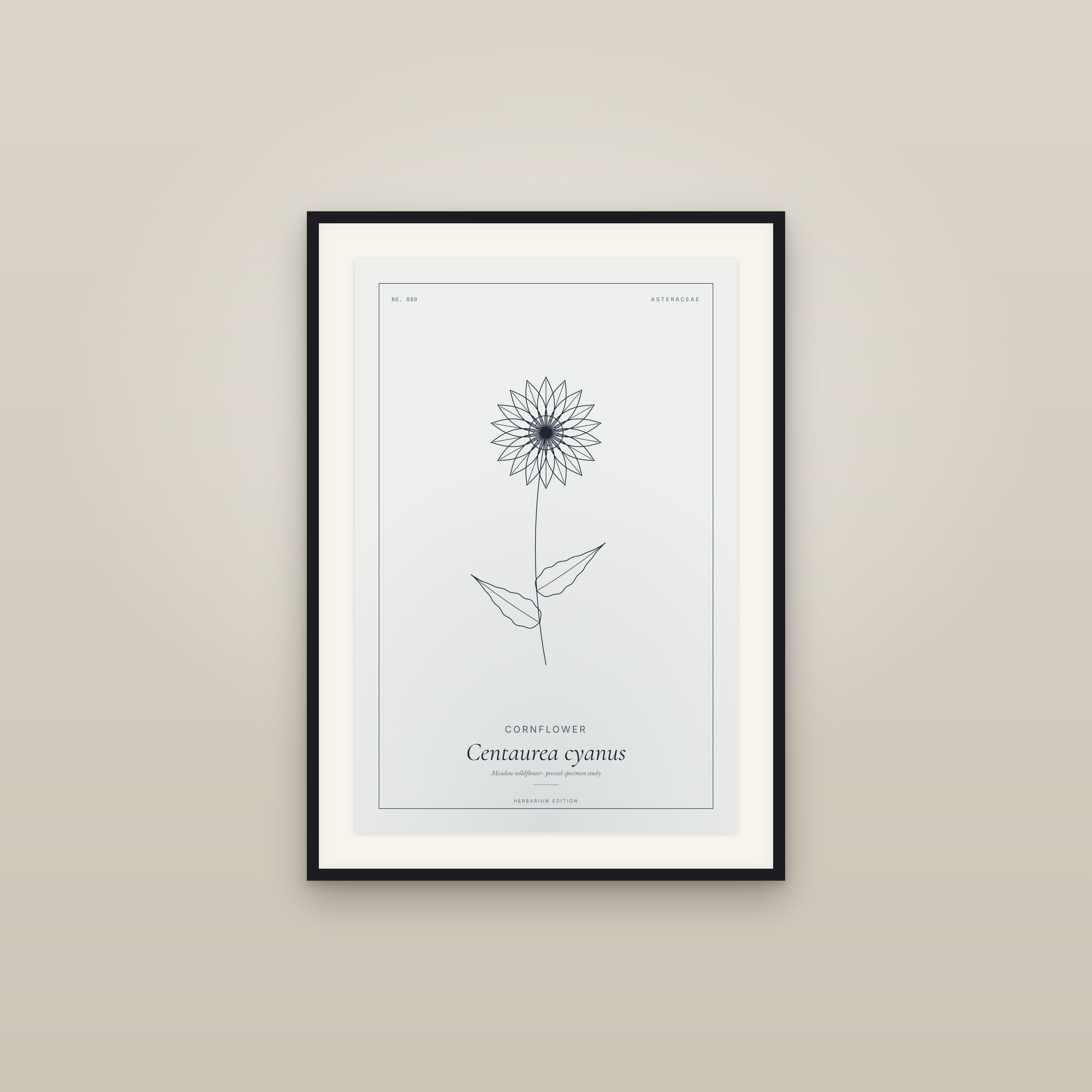 Cornflower — Botanical Specimen