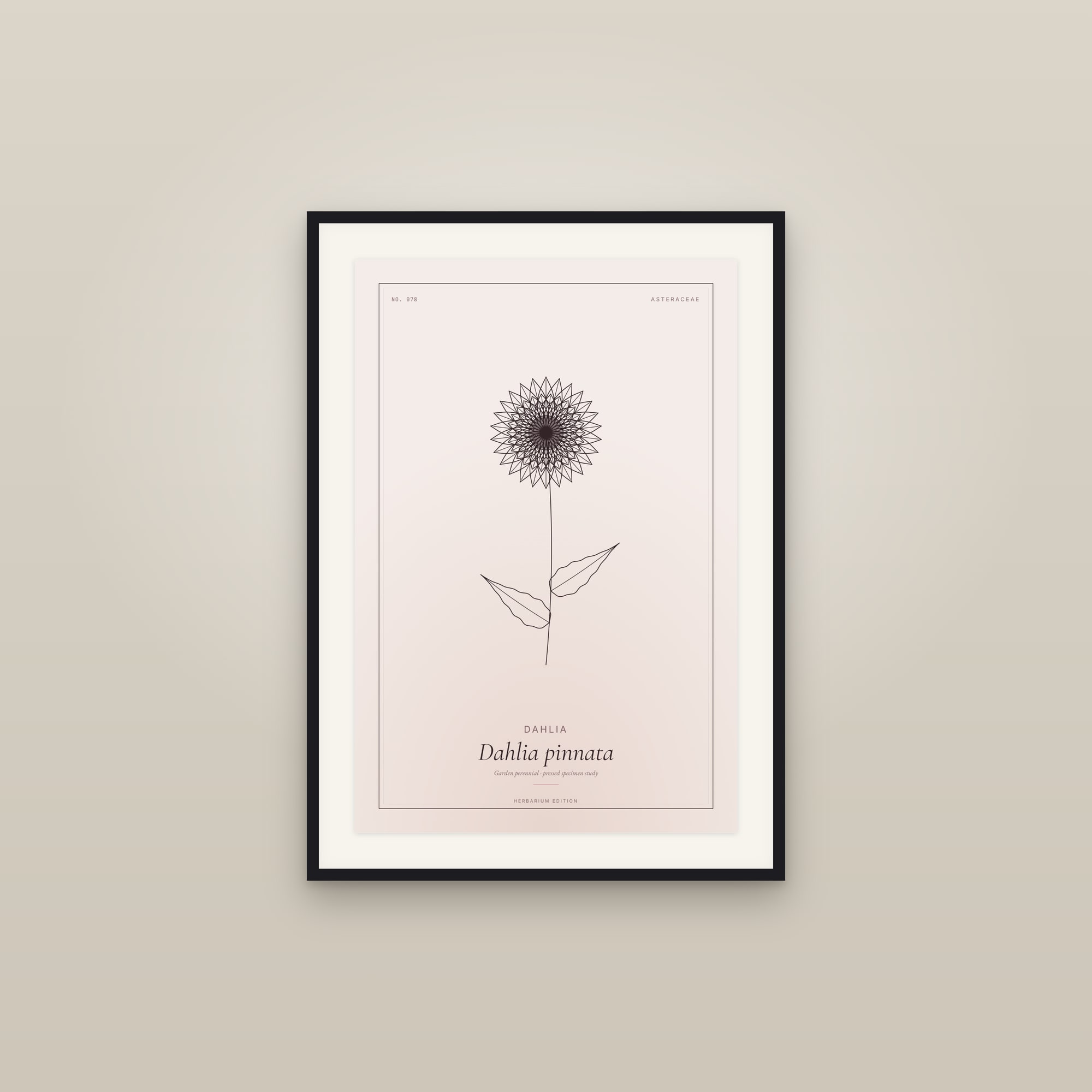 Dahlia — Botanical Specimen