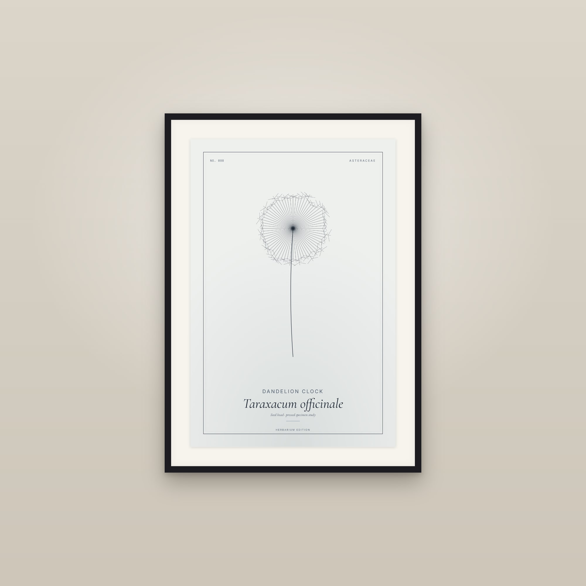 Dandelion Clock — Botanical Specimen