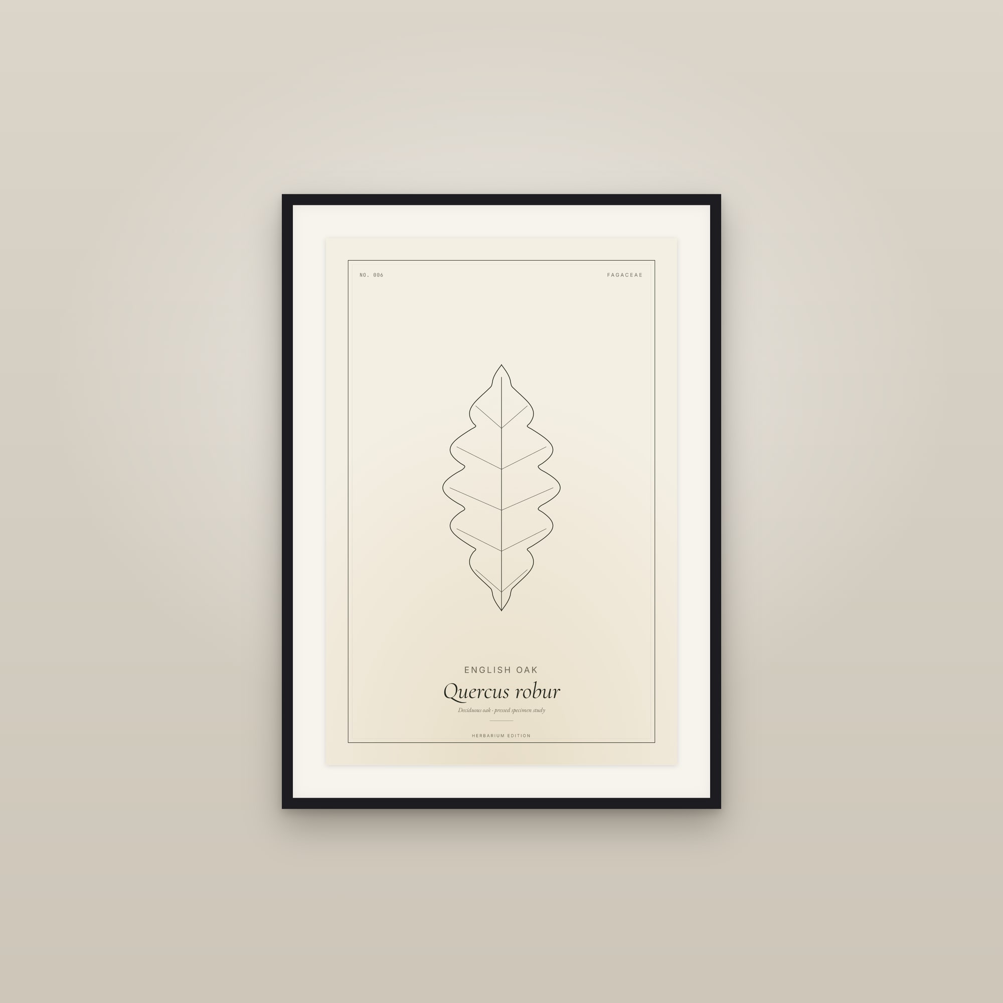 English Oak — Botanical Specimen