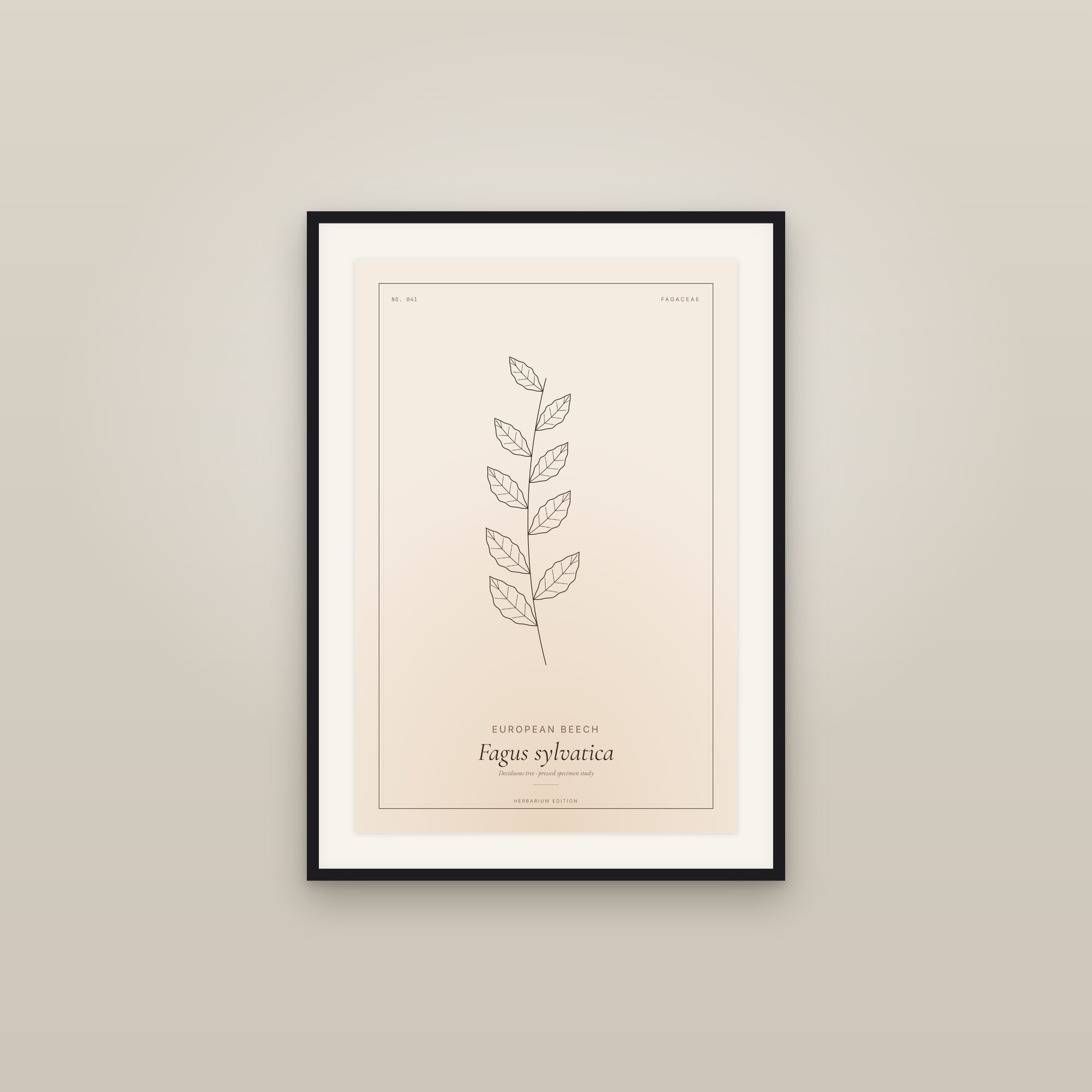 European Beech — Botanical Specimen